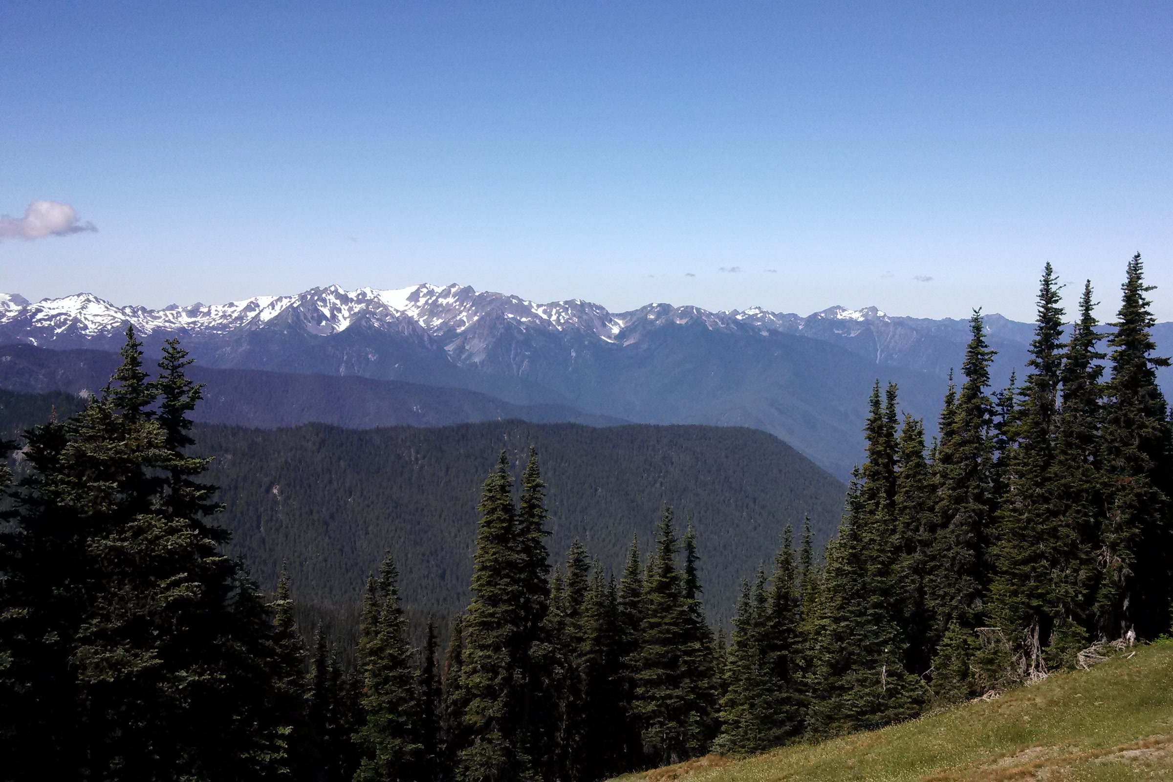 Snowy peaks of the interior Olympic Mountains above forested valleys, seen past subalpine firs from Obstruction Point Road