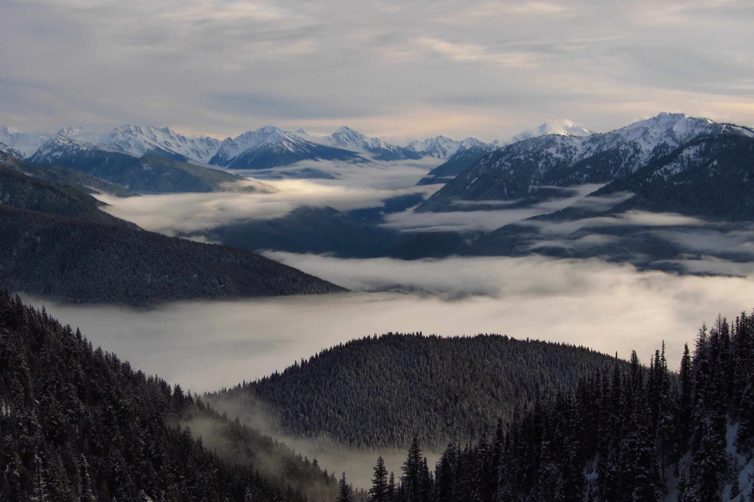 Fog fills the valleys below snowy Olympic Mountains, seen from forested slopes near Hurricane Ridge in winter