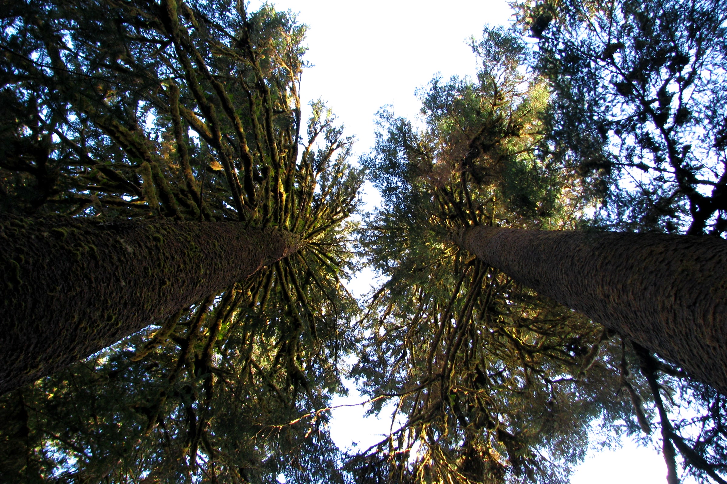 Looking straight up the trunks of tall old growth conifers to a pale sky in Olympic National Park