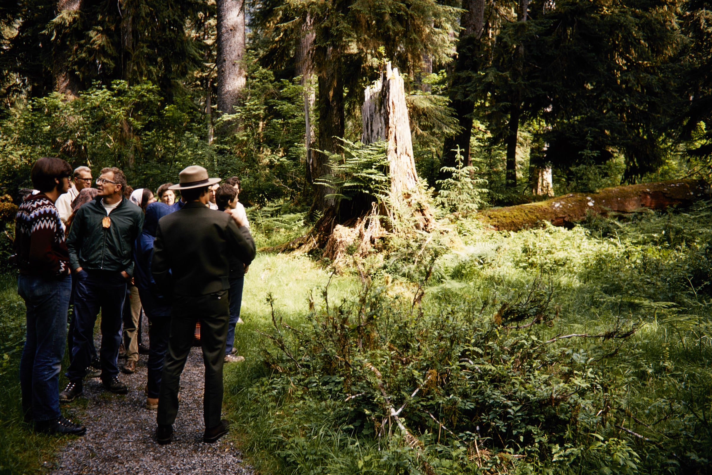 A park ranger in a flat hat leads a small group of visitors on a nature walk through sunlit old-growth forest in the Hoh Rain Forest