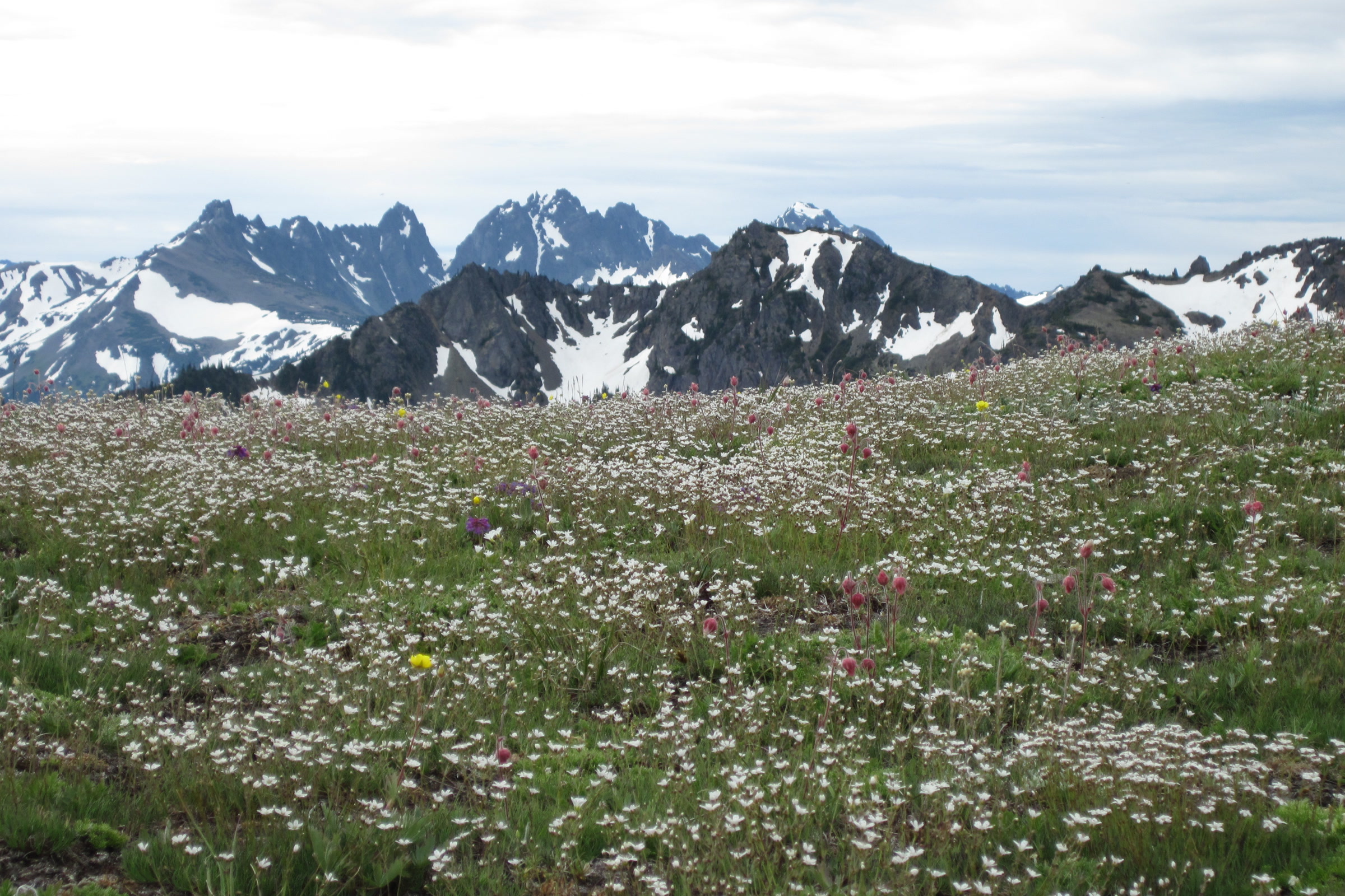 A subalpine meadow dotted with small white and pink wildflowers below jagged, snow-streaked peaks in Olympic National Park