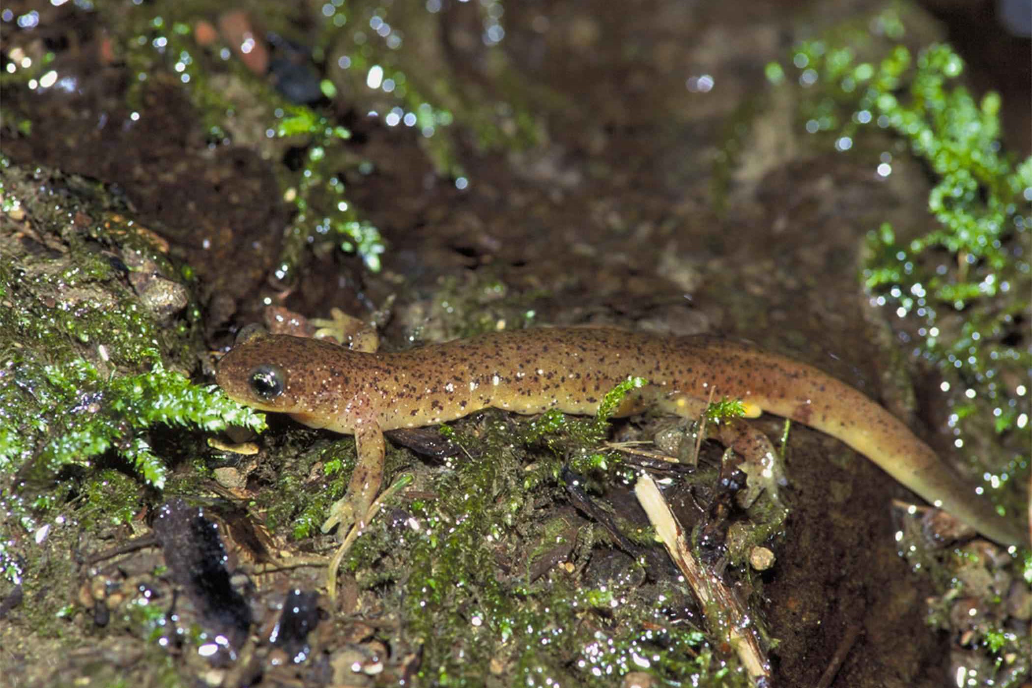 A small brown Olympic torrent salamander with dark speckles and large eyes on wet, mossy rock