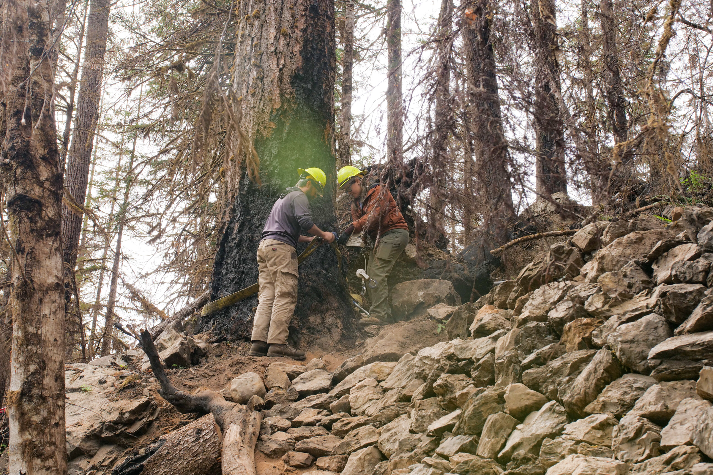 Two NPS trail crew members working a crosscut saw beside a fire-scarred tree above a stone trail wall on the Staircase Rapids Loop