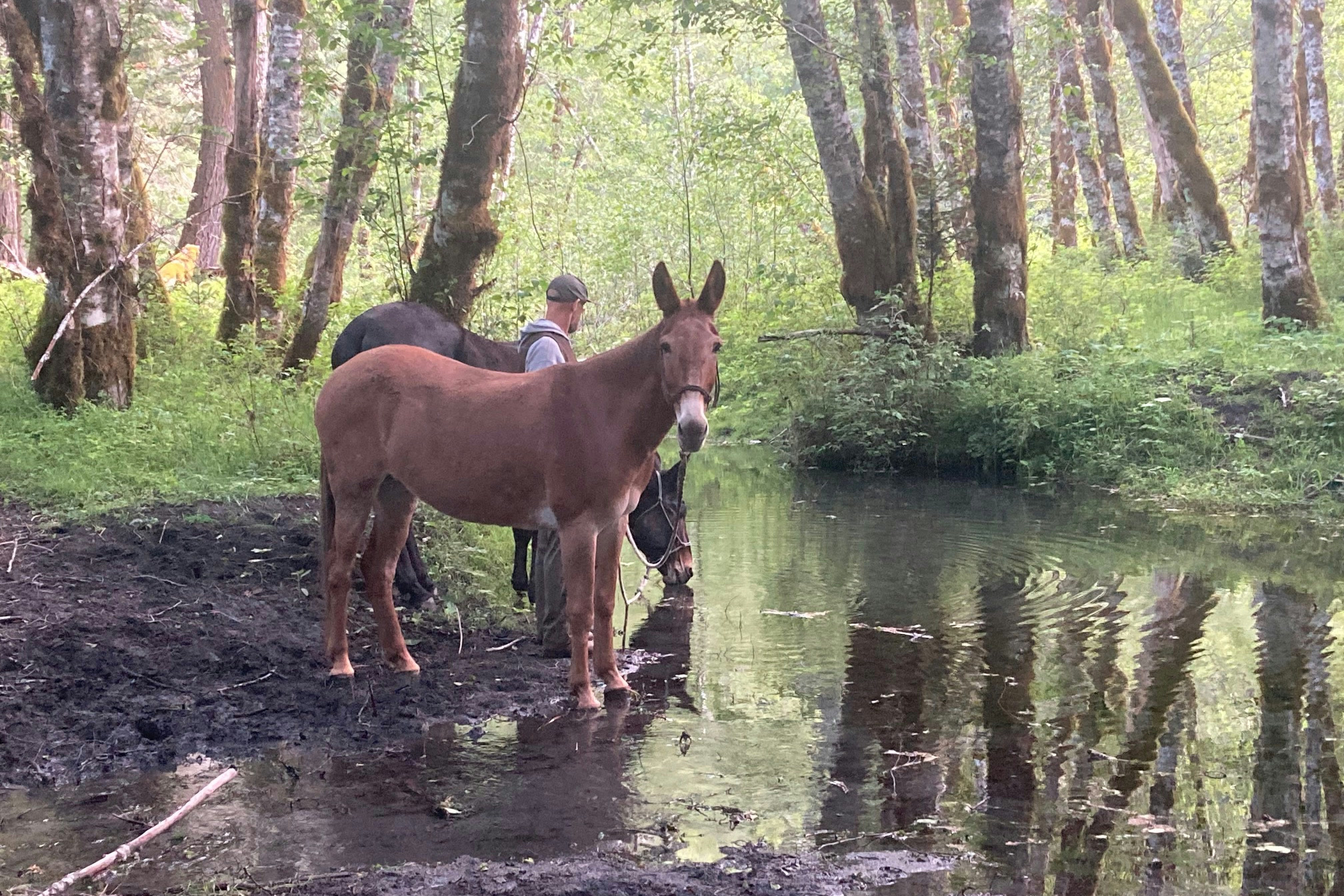 A light brown pack mule stands at the edge of a forest creek while a darker mule drinks and a trail crew member waits between them