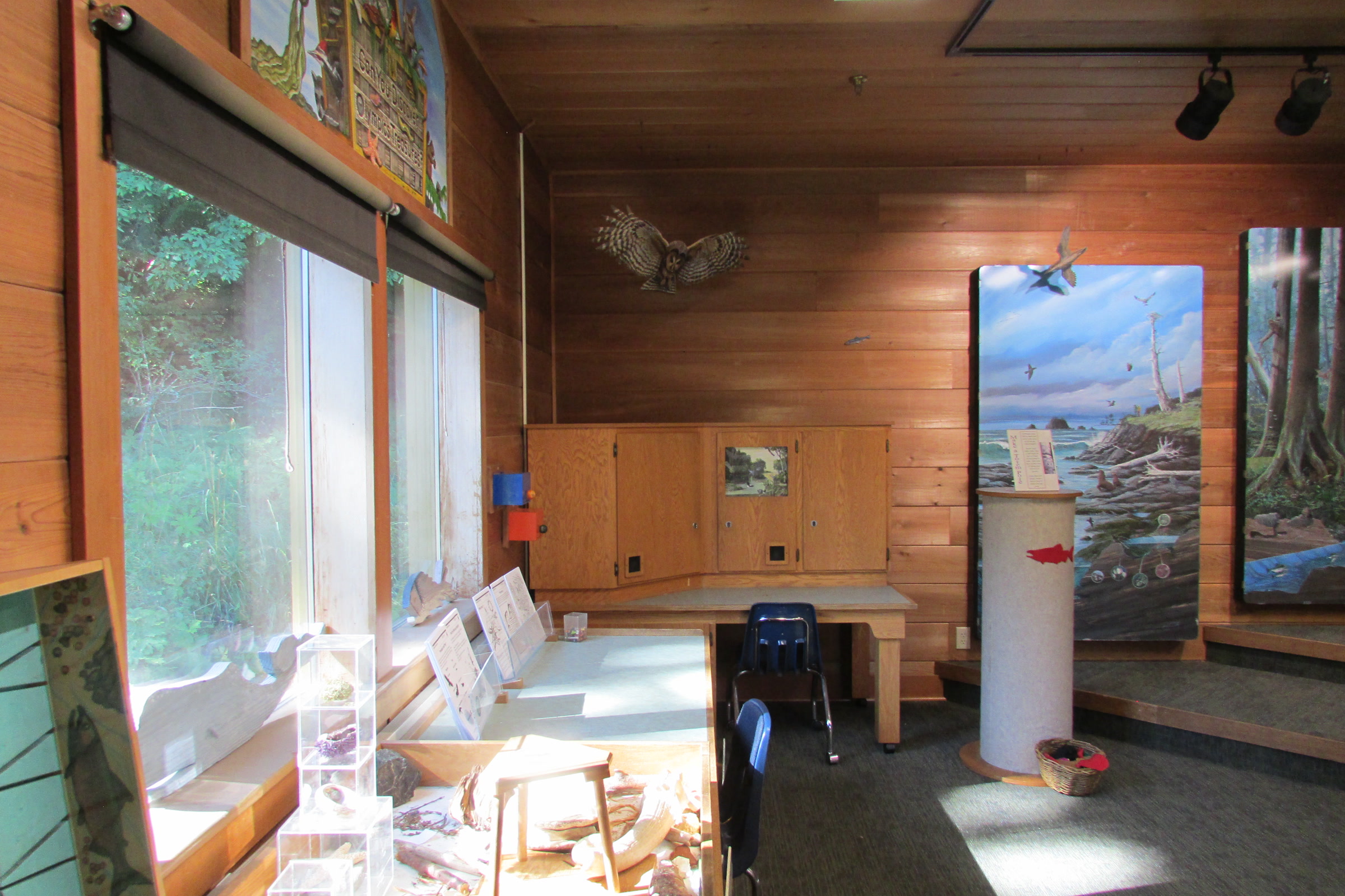 The wood-panelled Discovery Room with display cases under a sunny window, a mounted owl on the wall and painted forest and coast murals