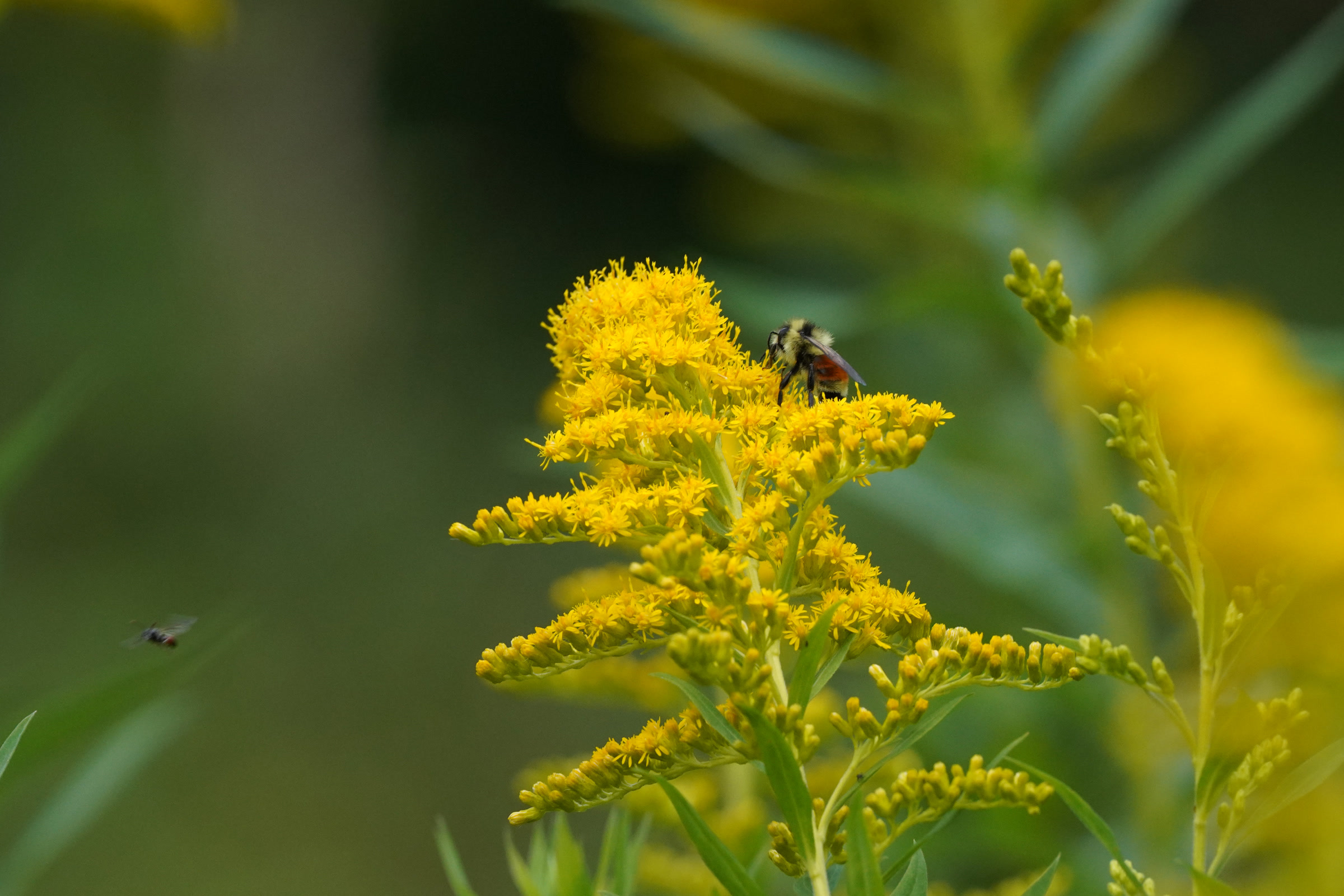 An orange belted bumblebee feeding on a plume of golden yellow Canada goldenrod flowers