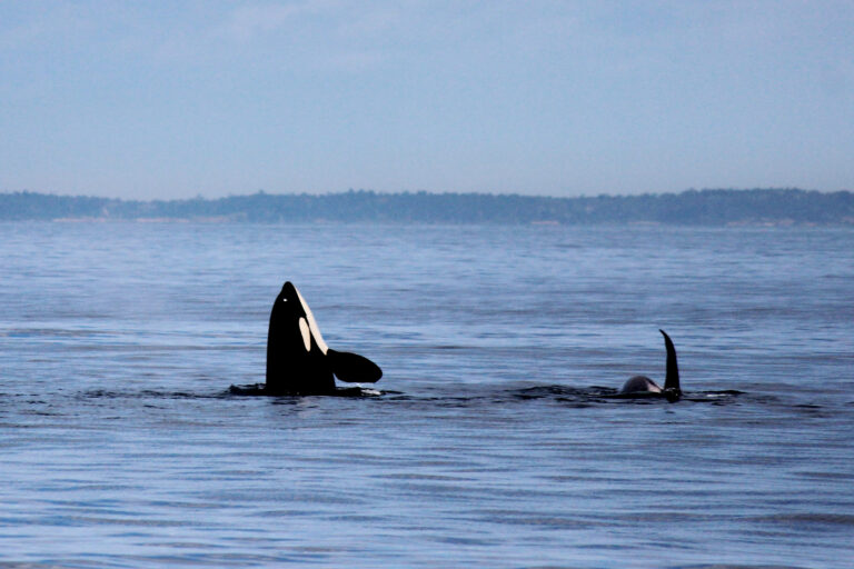 Olympic Coast Marine Mammals: Whales, Seals and Otters