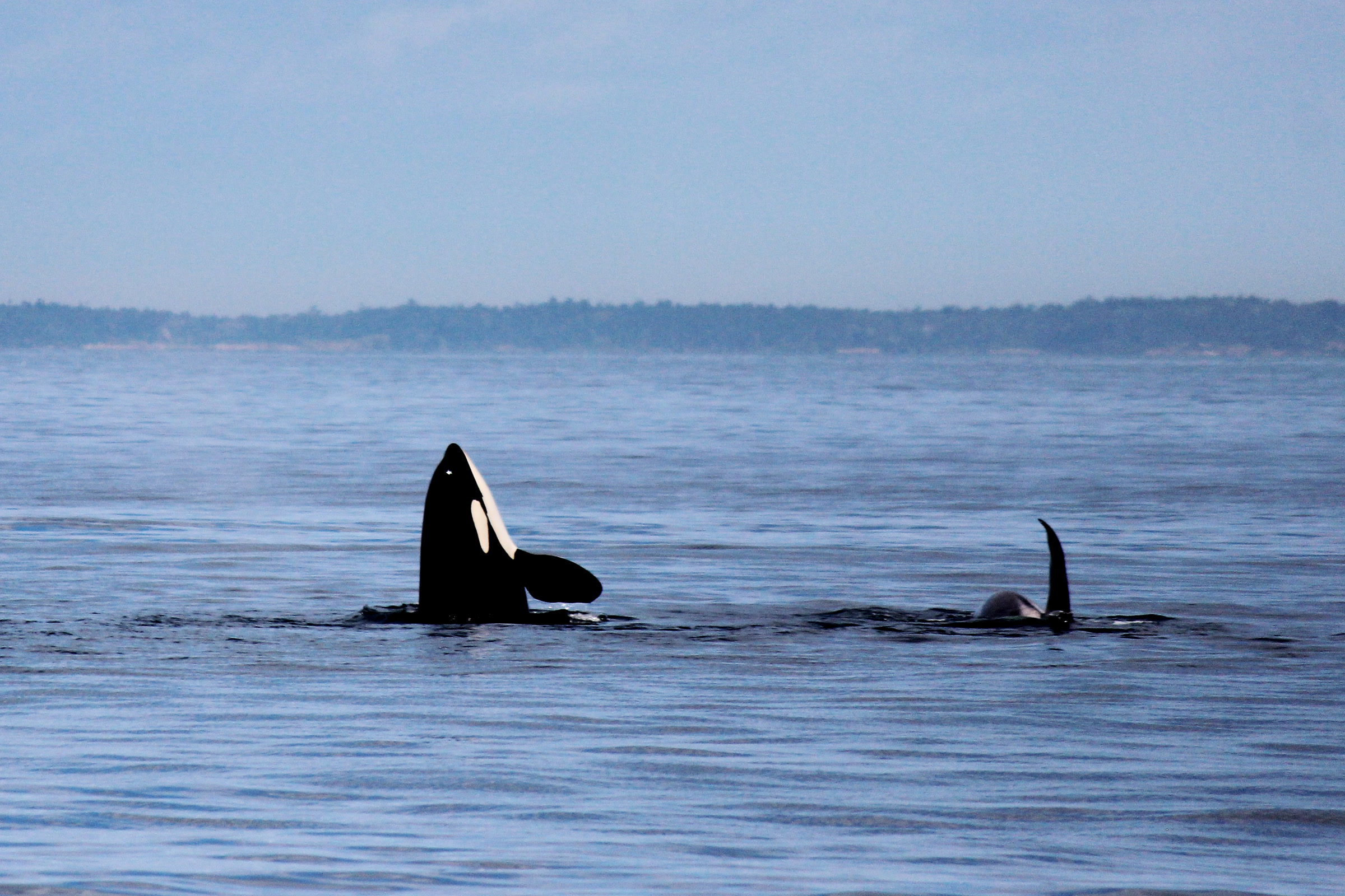 An orca lifting its black and white head straight out of calm blue water in a spyhop, with a second orca fin nearby and a low forested shore behind