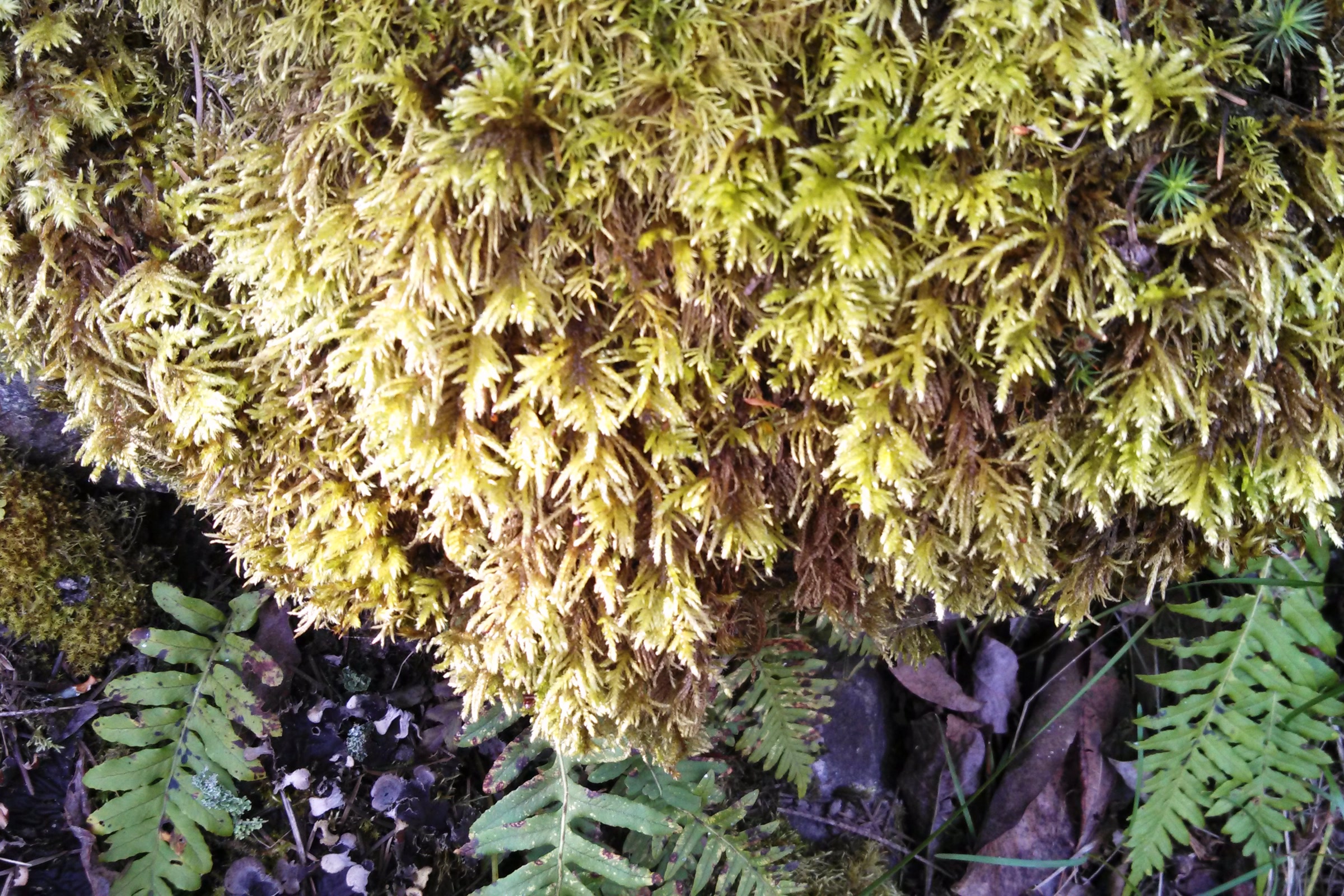 A loose yellow green mat of Oregon beaked moss with neatly branched, feather shaped shoots spilling over a log above sword fern fronds in Shoreline, Washington