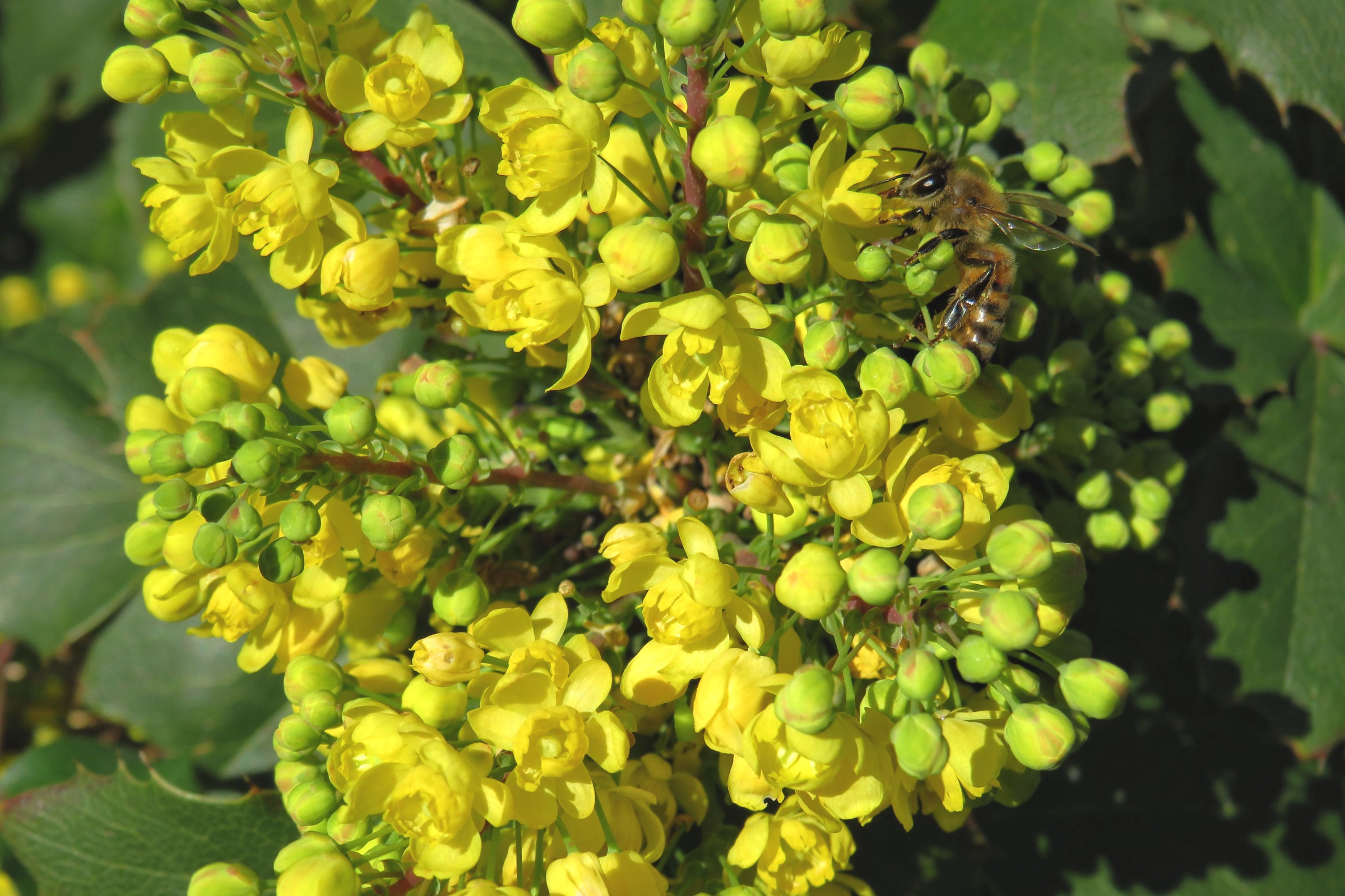 Dense clusters of bright yellow Oregon grape flowers and round buds, with a bee working the blossoms