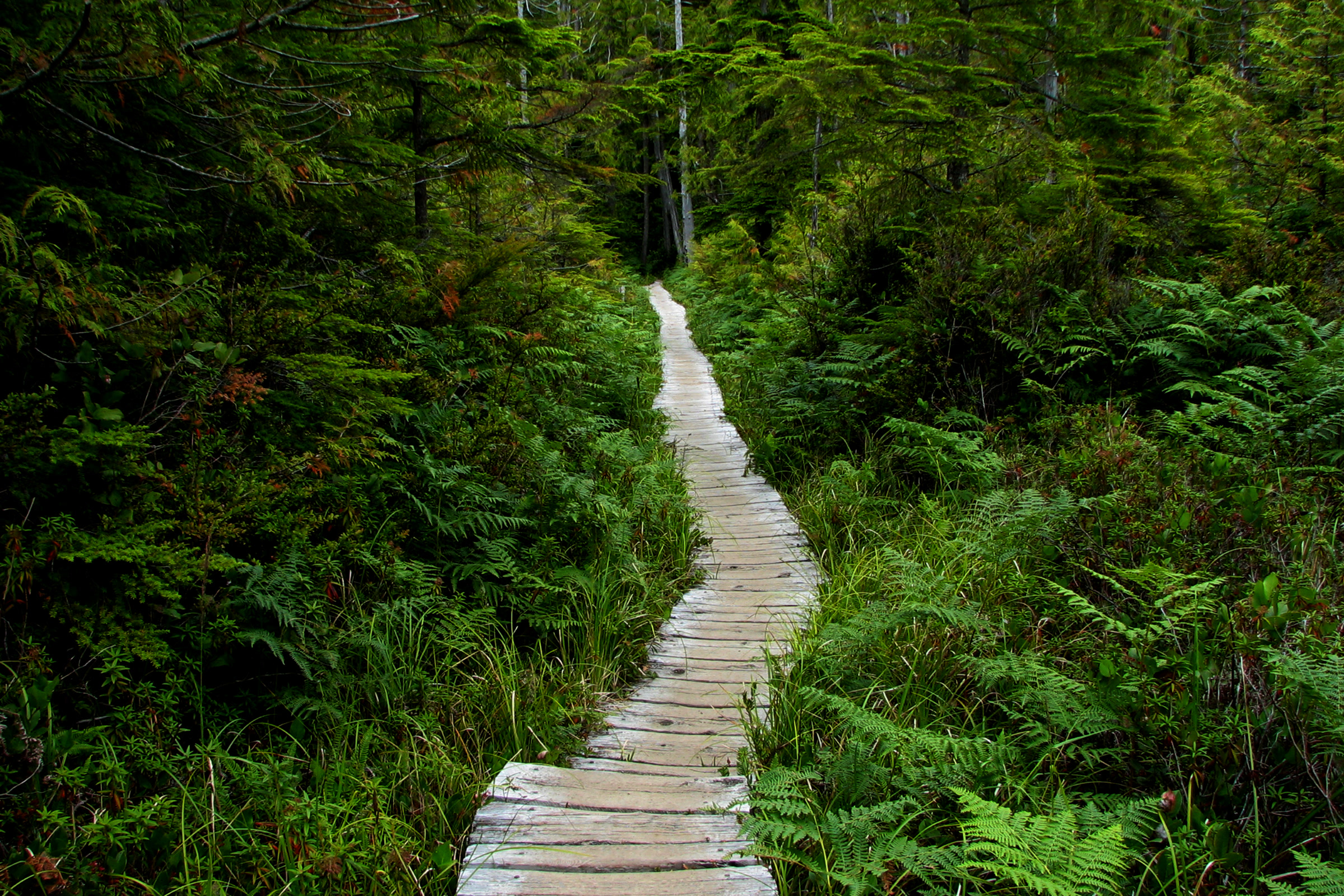 A narrow wooden boardwalk on the Ozette Triangle winding through dense ferns and coastal forest