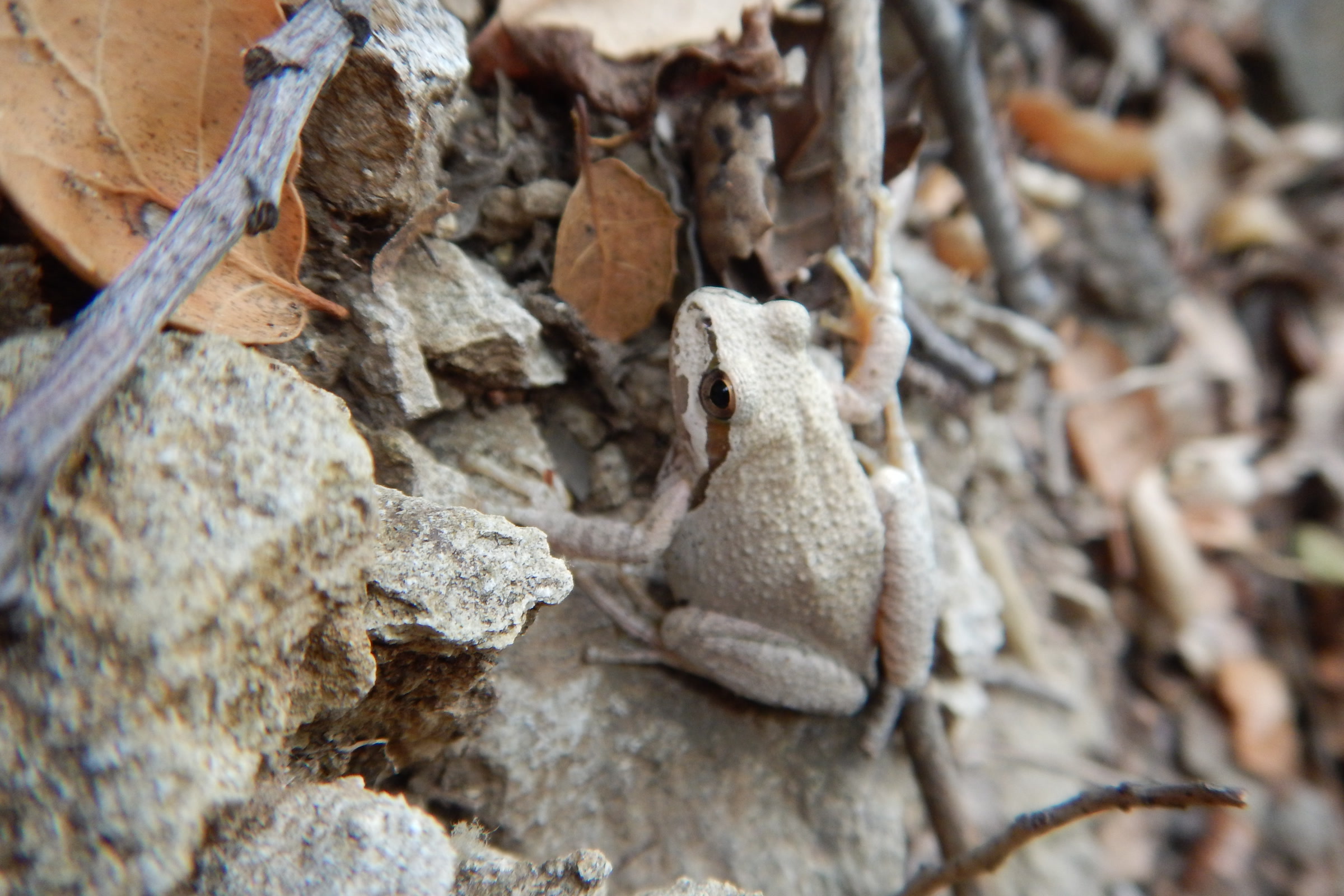 A pale grey Pacific tree frog blending into dry leaves and rocks in Solstice Canyon, California, not in Olympic National Park
