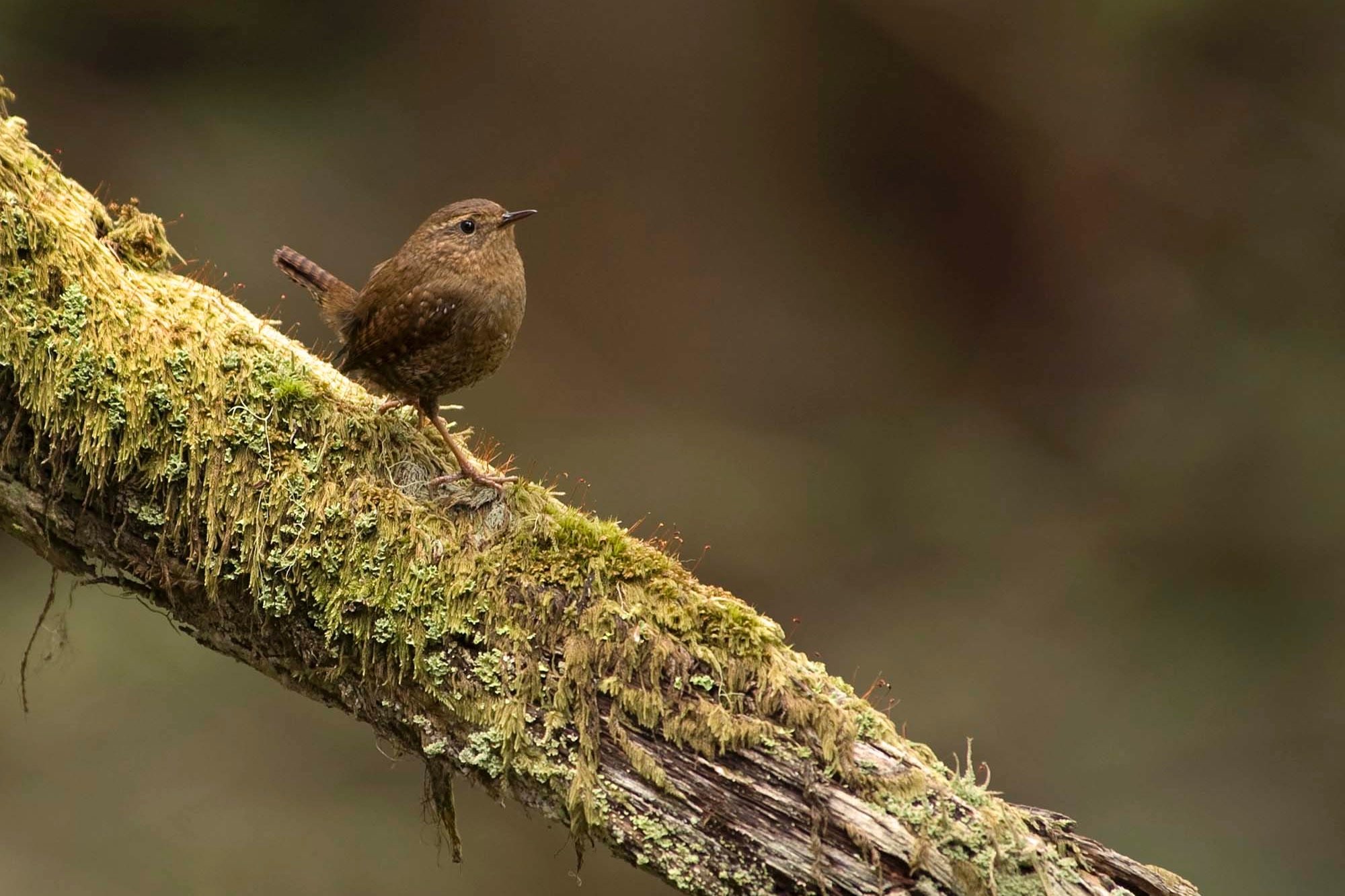 A tiny brown Pacific wren with its tail cocked, perched on a moss covered branch at Deer Park in Olympic National Park