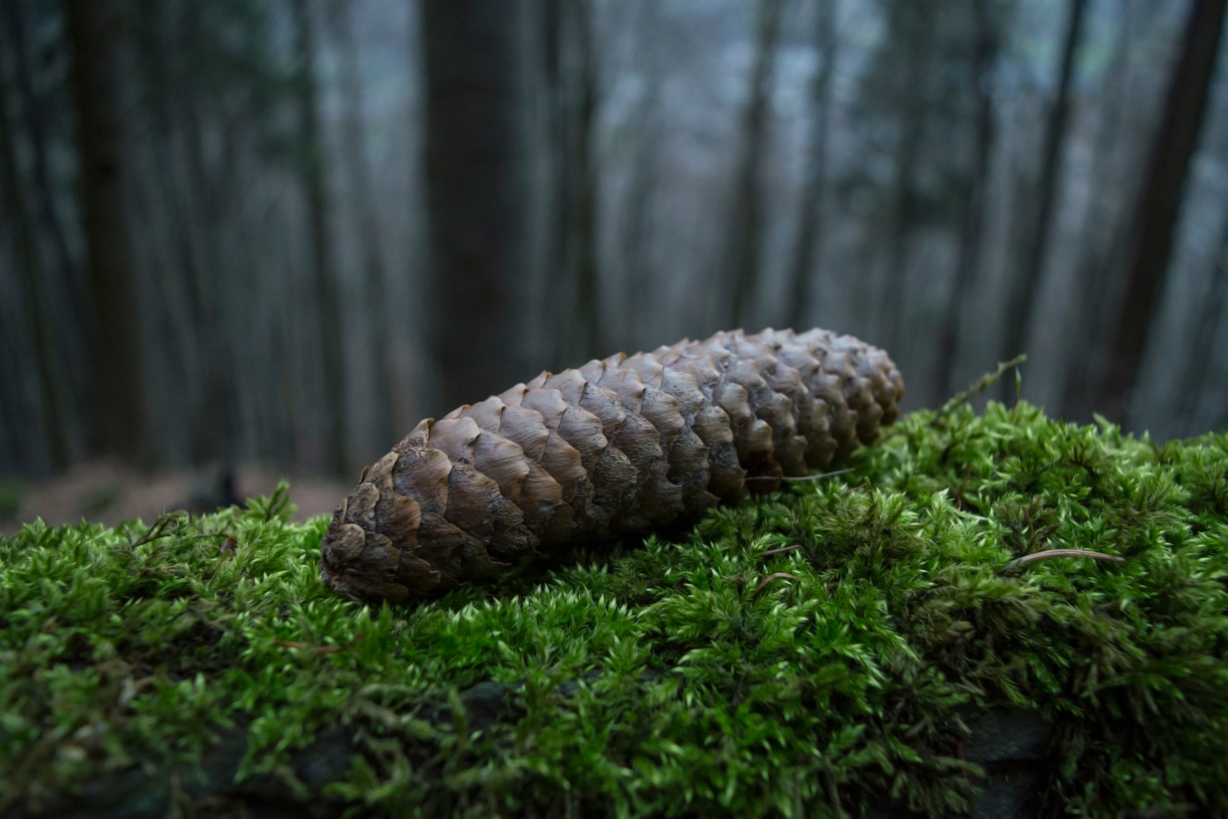 A single brown conifer cone resting on a cushion of bright green moss in a shady forest