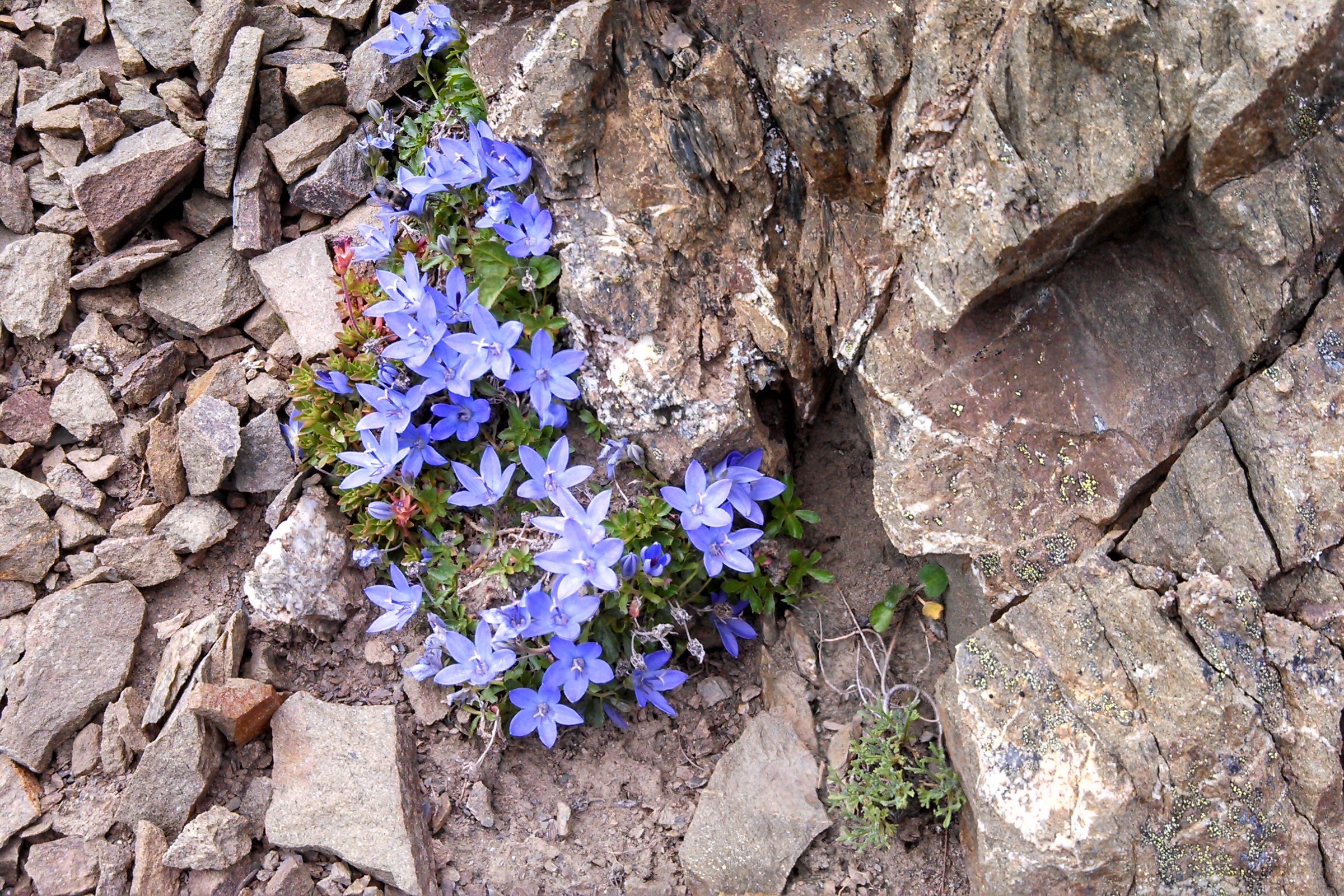 A clump of blue violet Piper's bellflower blooming from a crack in grey rock among loose stones in the Olympic Mountains