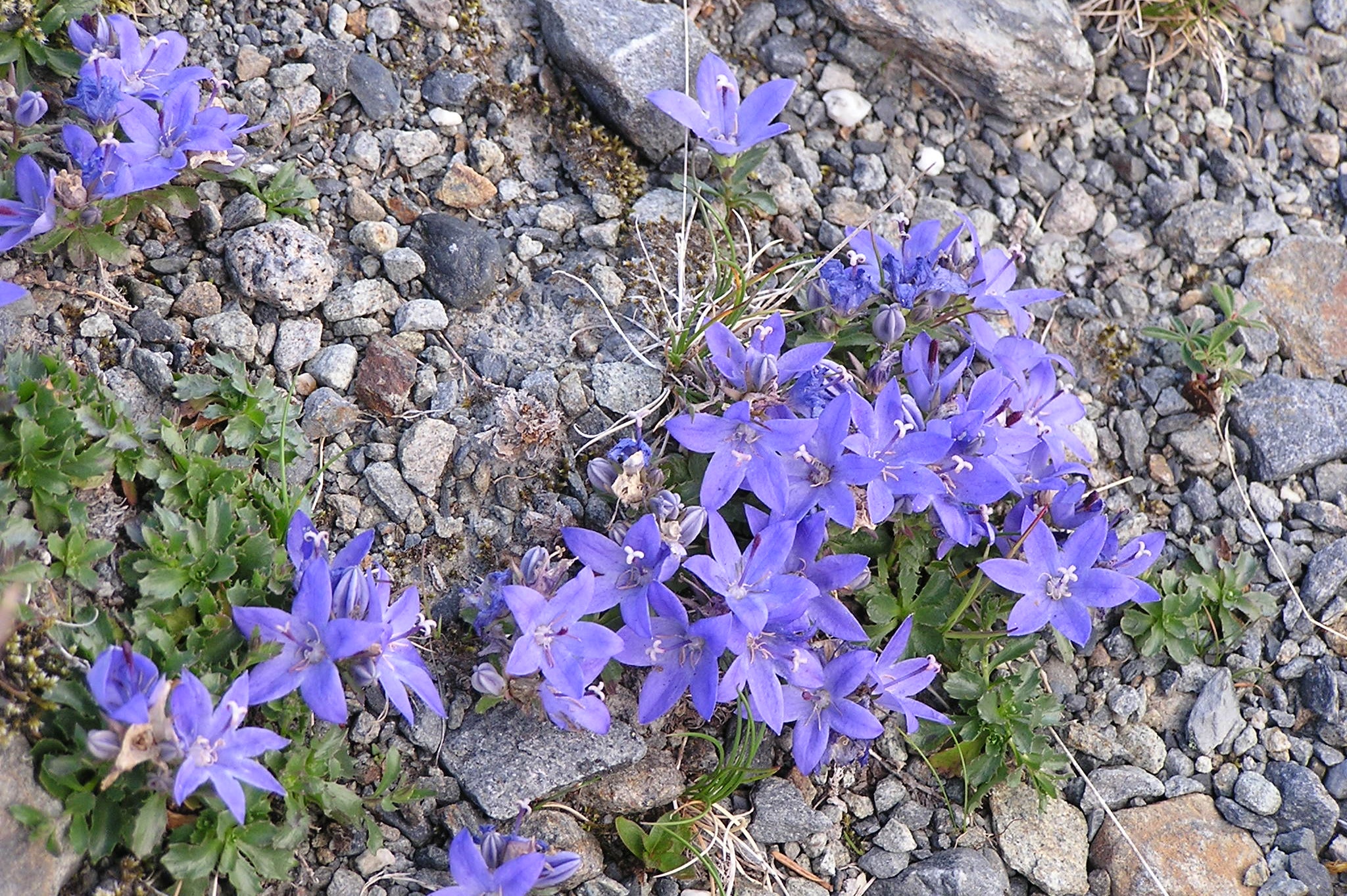 Star-shaped violet blue flowers of Piper's bellflower growing among loose grey rocks