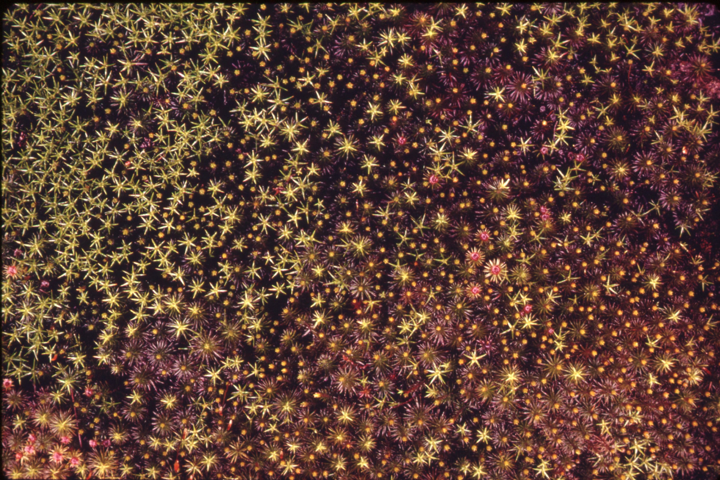 Close-up of star-shaped moss shoots carpeting an old log in the Queets River rain forest