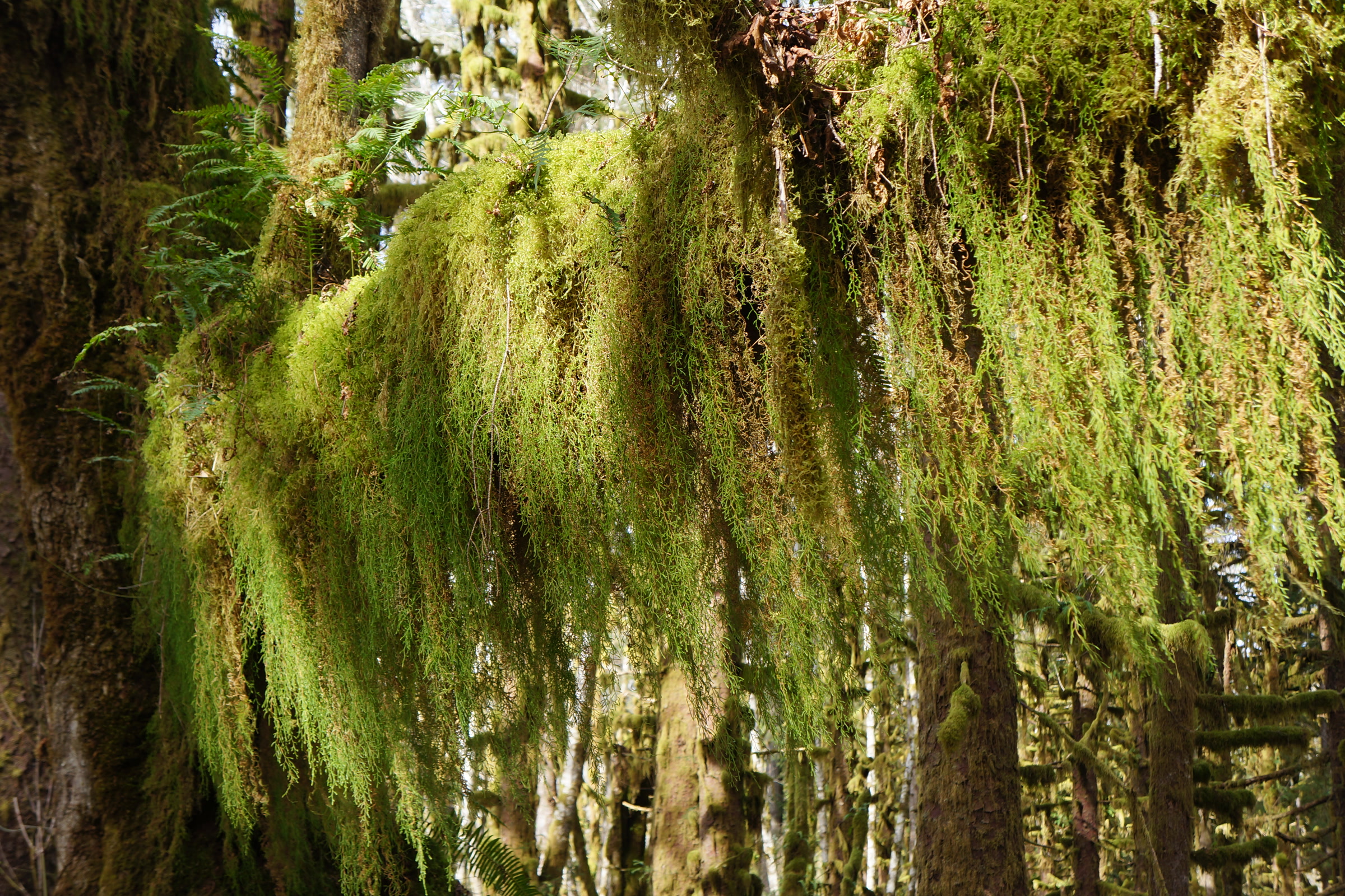 Thick curtains of green moss hanging from tree branches in the Quinault Rain Forest in early spring