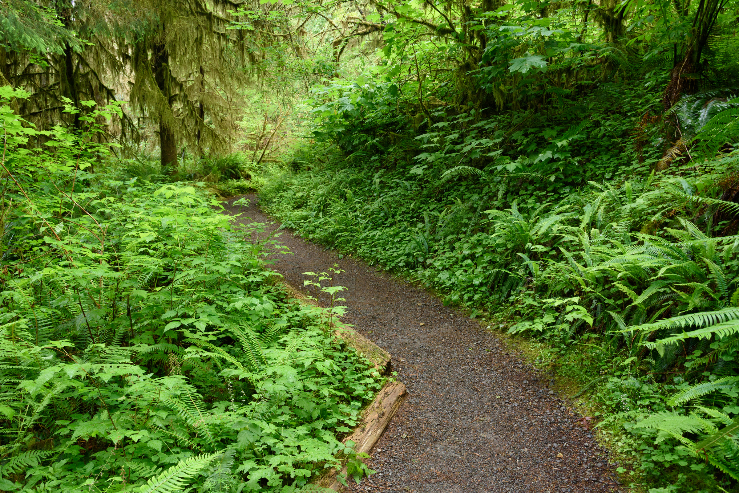 A gravel trail winding through dense green ferns, shrubs and moss covered trees in the Quinault Rain Forest