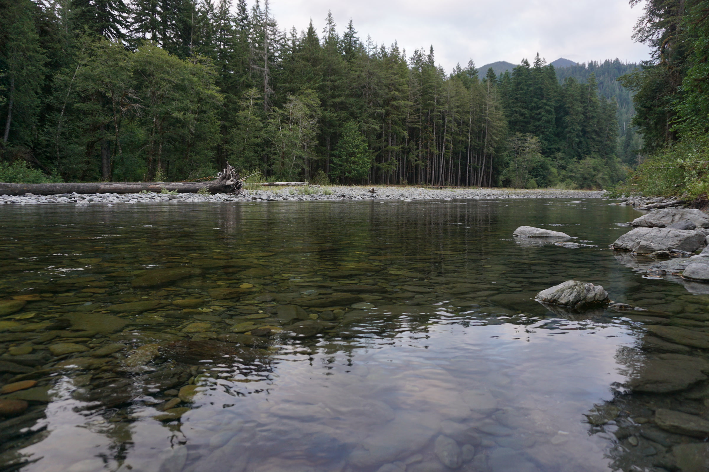 Calm, clear water of the Quinault River near Graves Creek reflecting a line of tall conifers