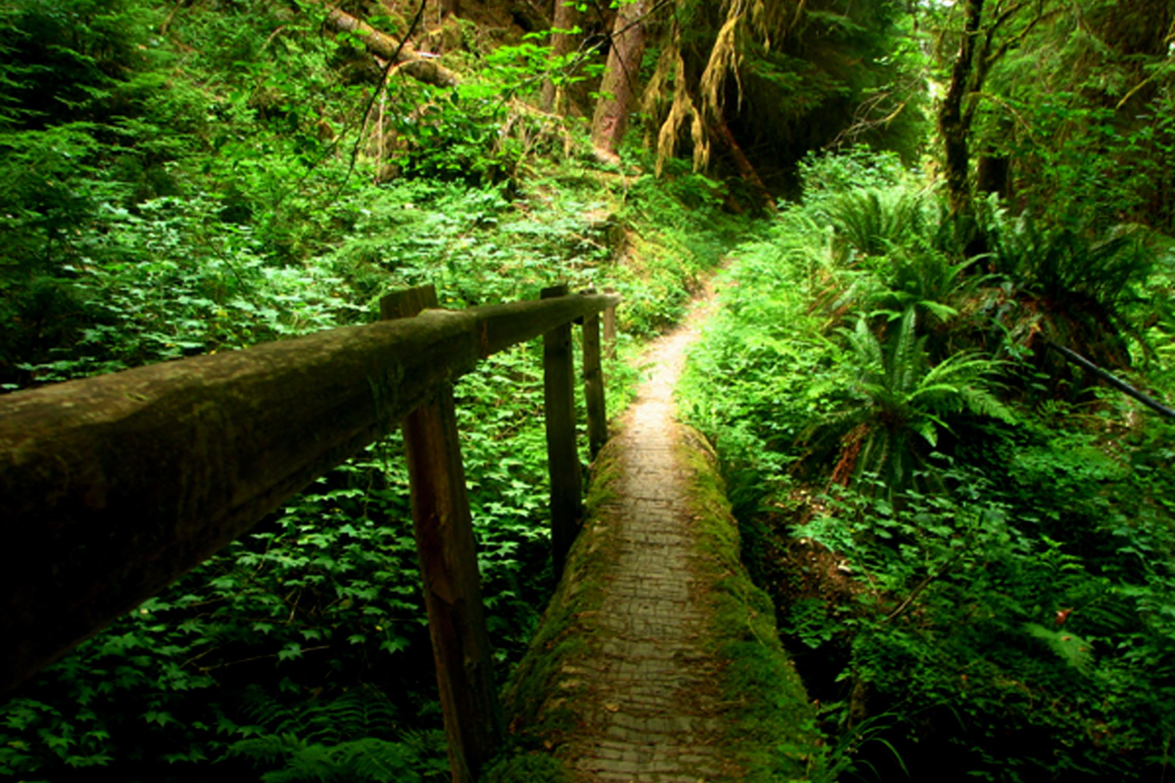 A narrow log footbridge with a single handrail leading into green rainforest on a Quinault trail