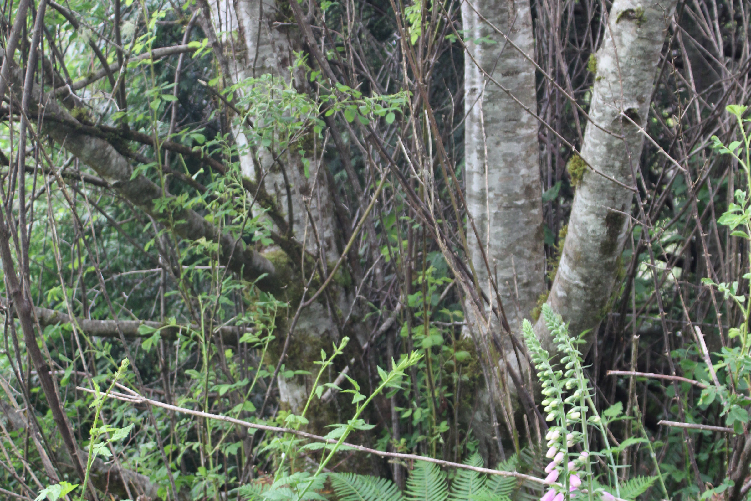 Pale, smooth red alder trunks above ferns and foxglove along Cutthroat Creek in Willapa National Wildlife Refuge, Washington