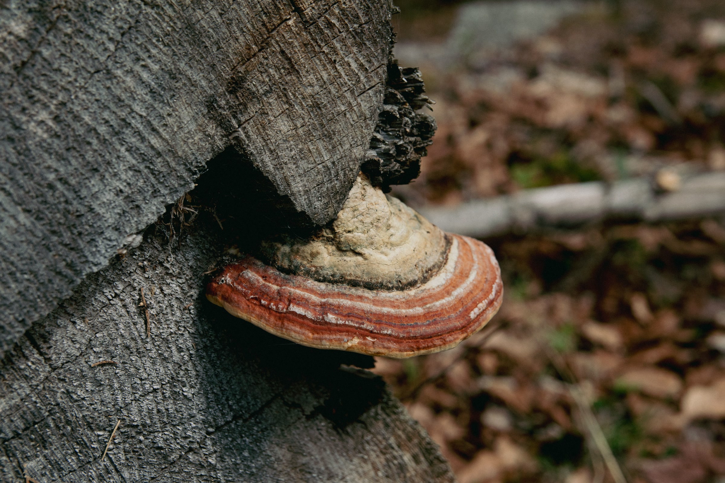 A hard bracket fungus with red and cream bands growing from the side of an old cut stump