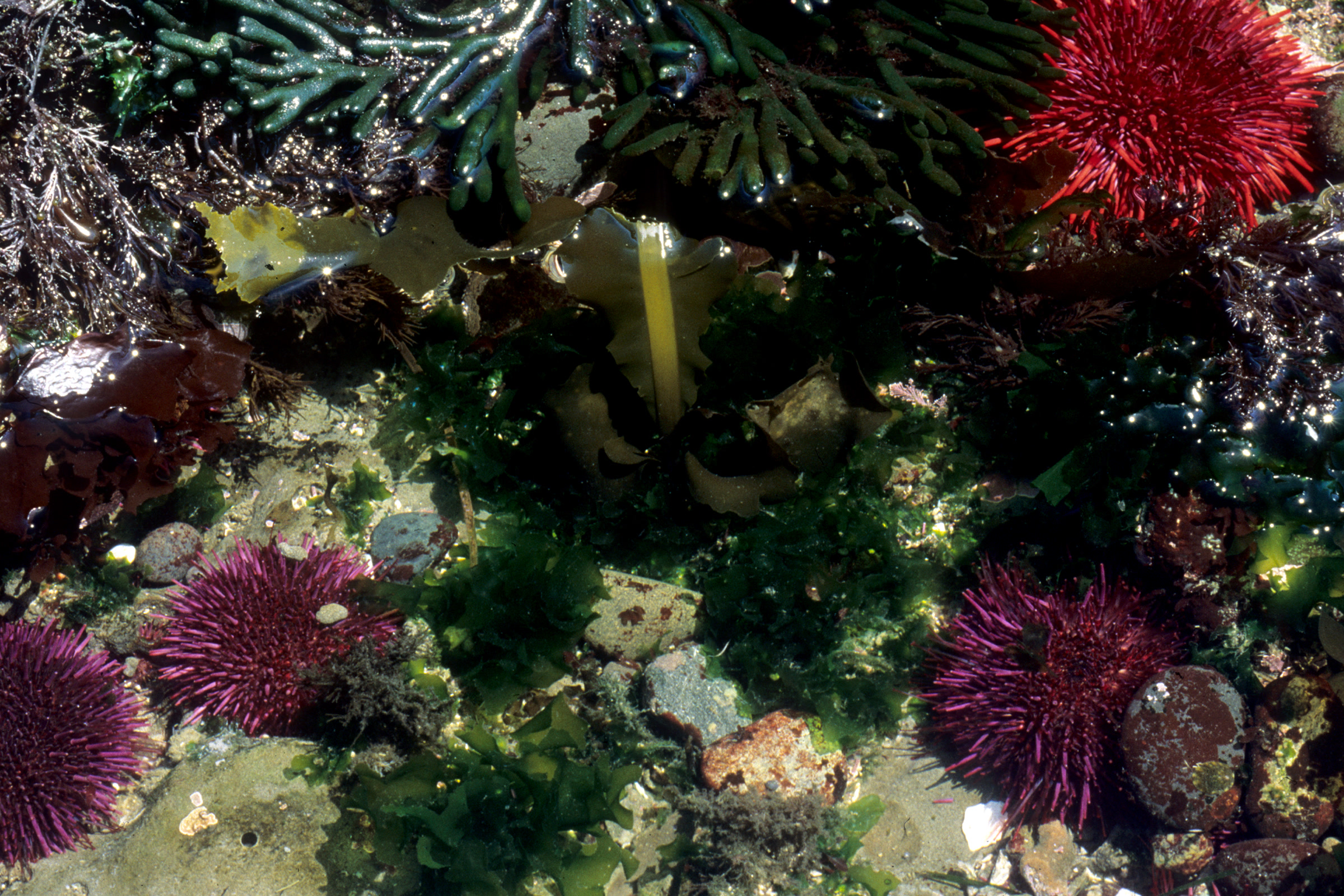 Red and purple sea urchins among green surfgrass and seaweed in a low tide pool on the Olympic coast