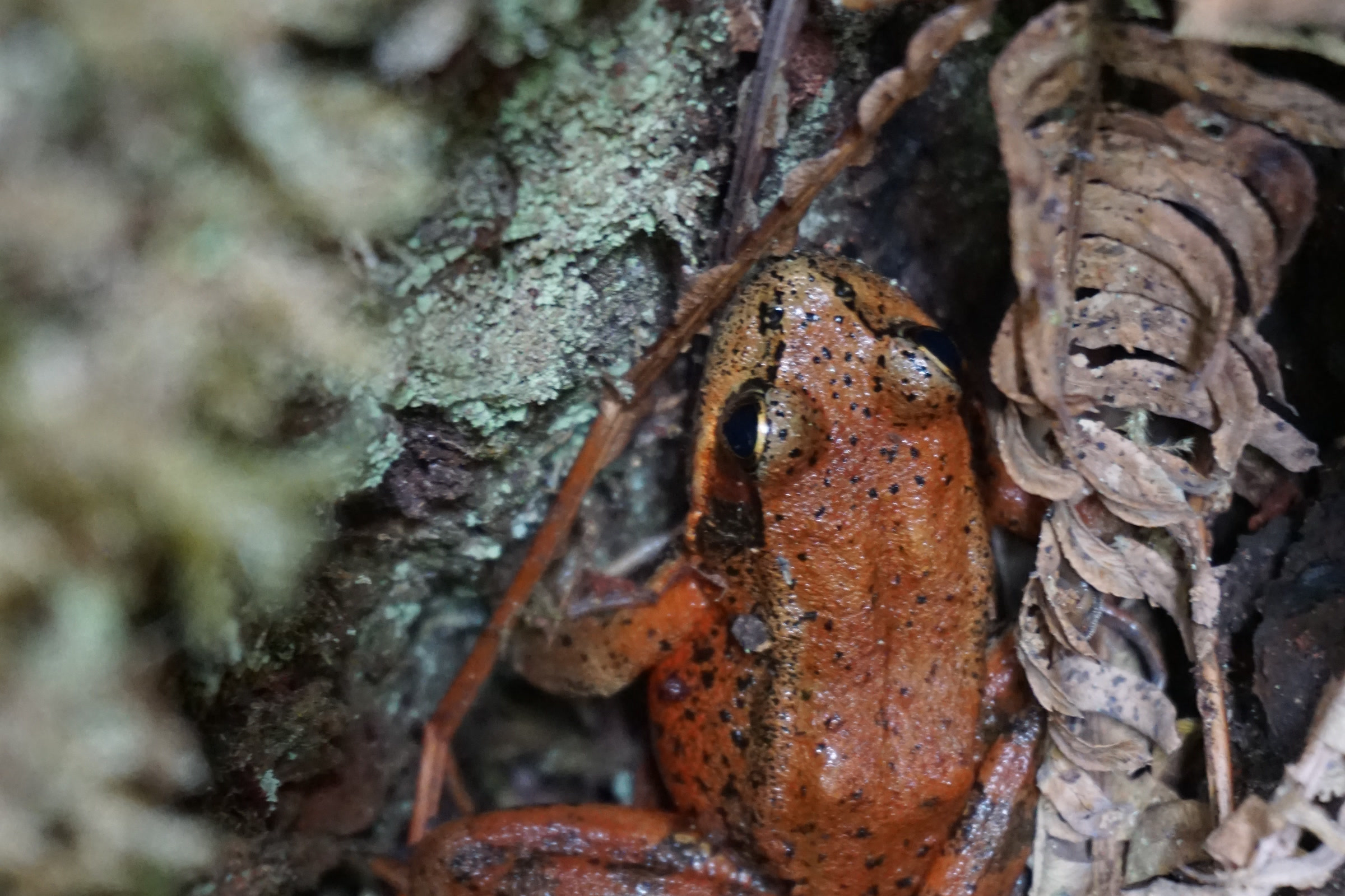 A reddish orange frog with small black spots tucked between lichen covered bark and dry fern fronds in Olympic National Park