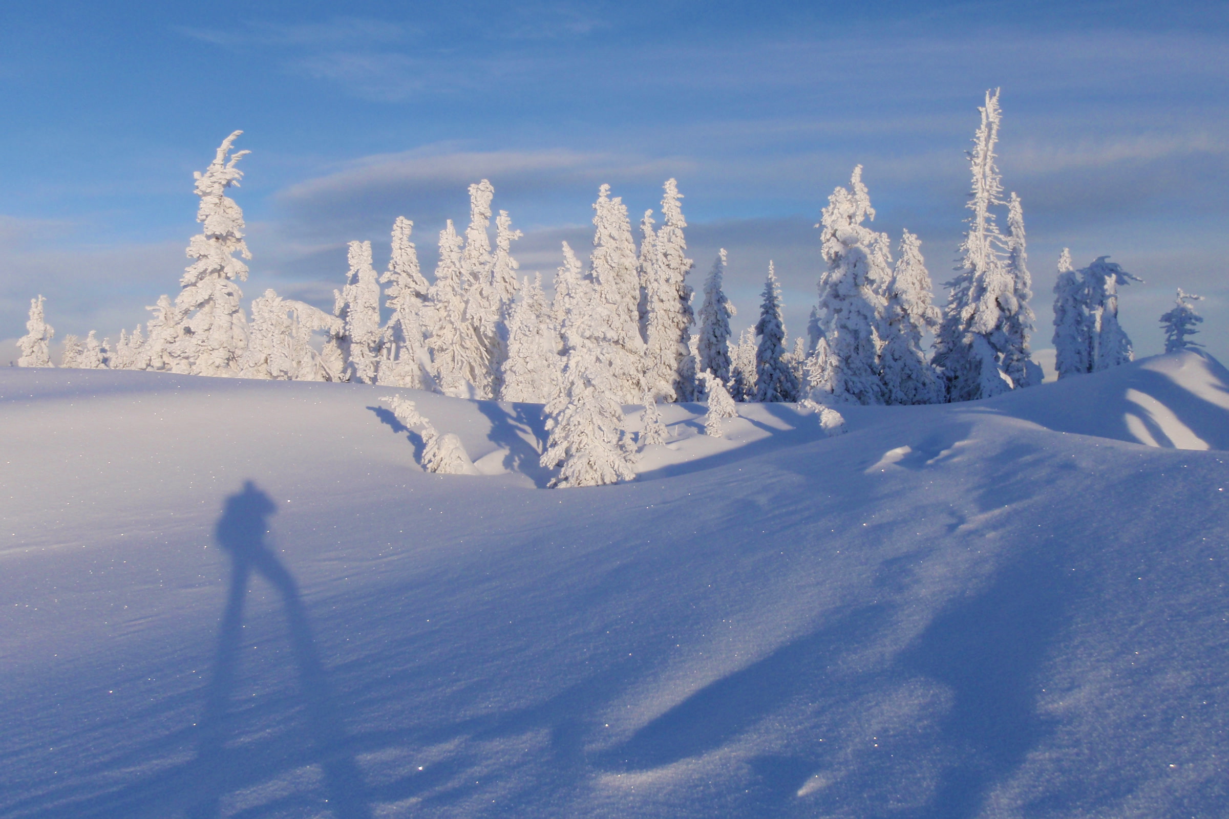 Rime frosted subalpine firs on a wind sculpted snowfield at Hurricane Ridge, with a photographer's long shadow across the snow
