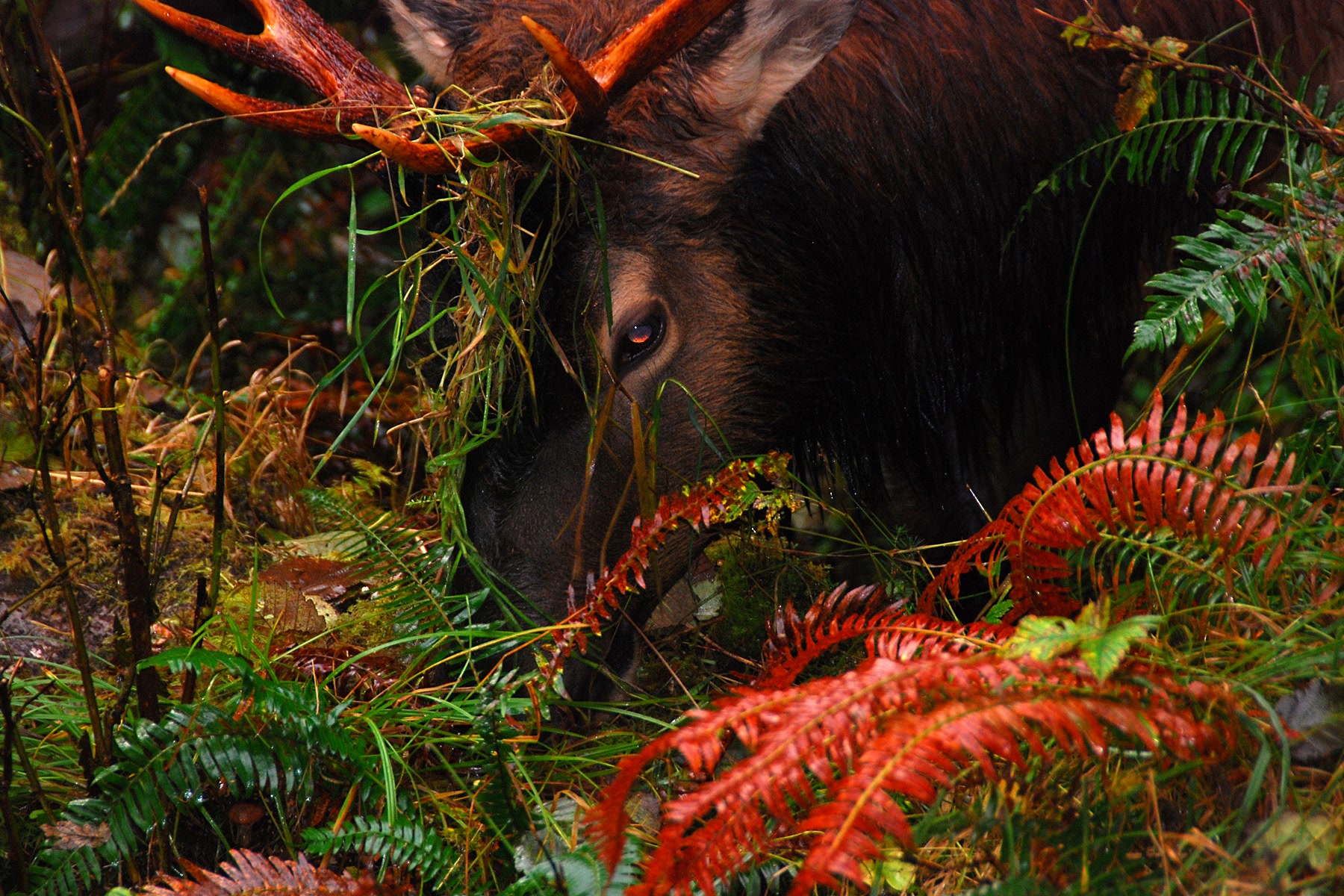 A bull Roosevelt elk with antlers grazing among red and green ferns on the Hoh forest floor in autumn