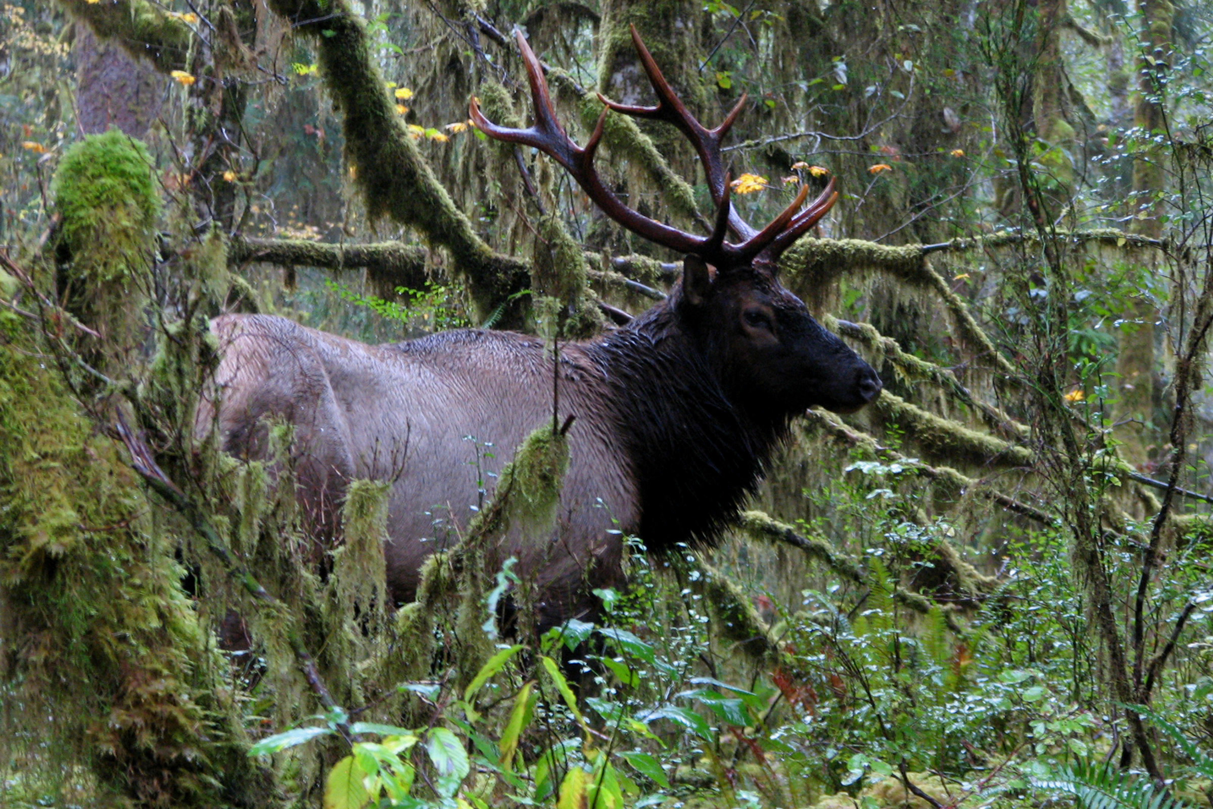 A Roosevelt elk bull with a dark mane and branching antlers standing among moss draped trees in the Hoh Rain Forest