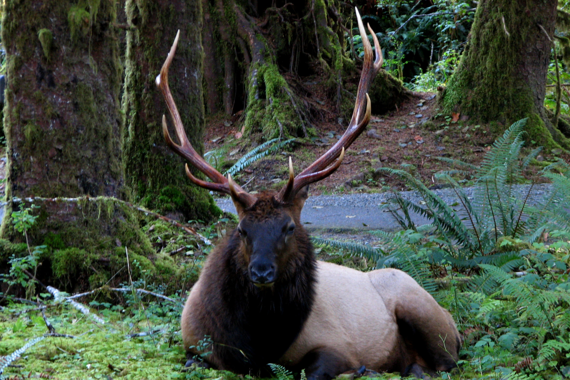 A Roosevelt elk bull with tall antlers lying in moss and ferns a few steps from a paved path in the Hoh Rain Forest