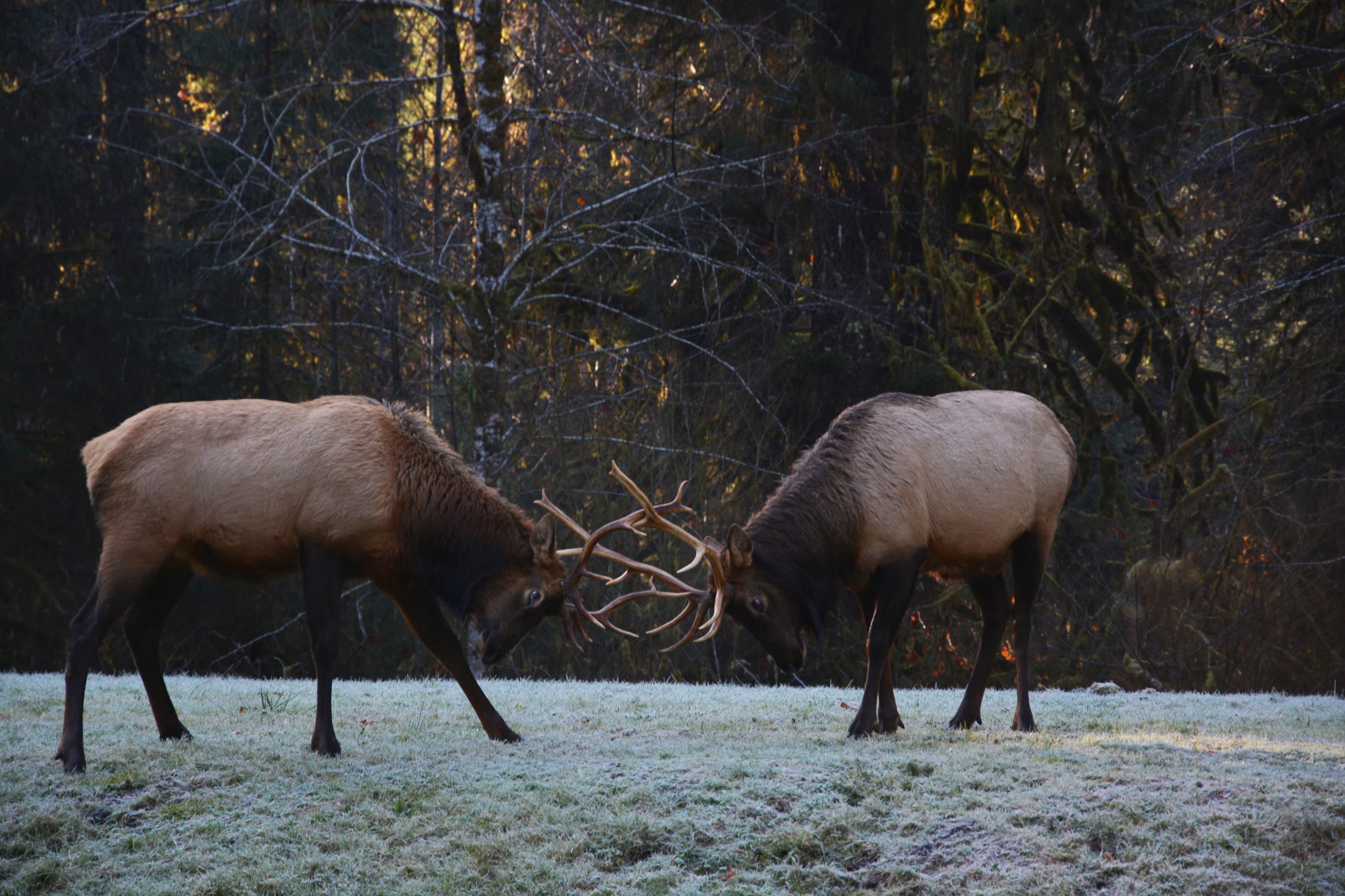 Two Roosevelt elk bulls with locked antlers pushing against each other on a frosty meadow at the forest edge in the Hoh