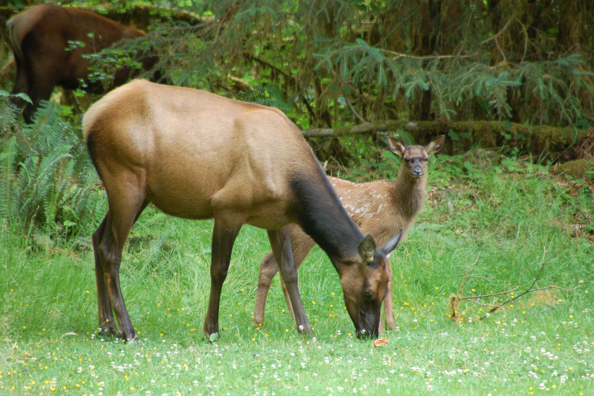 A Roosevelt elk cow grazing on short green grass with her spotted calf standing close beside her in the Hoh