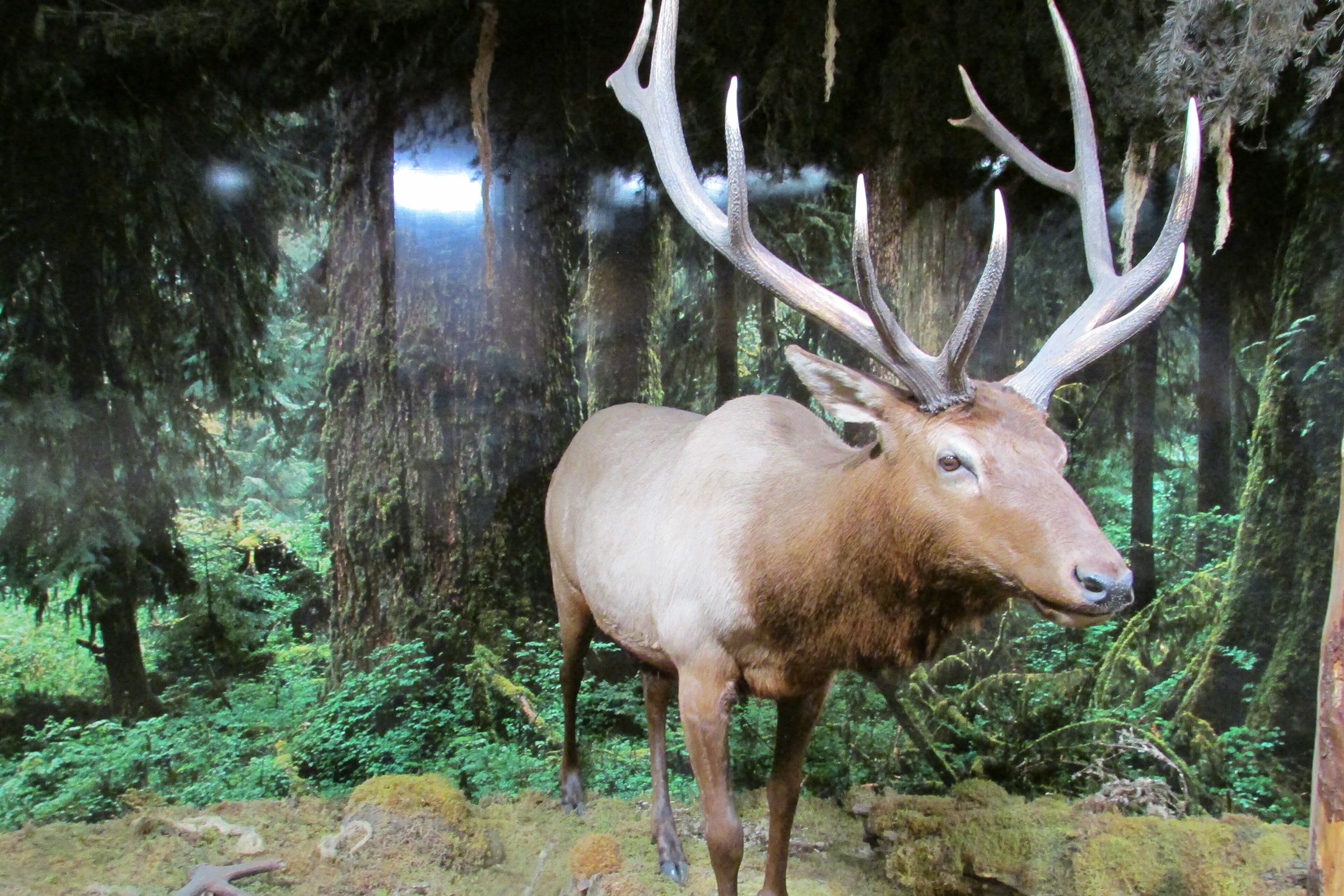 A mounted Roosevelt elk bull with wide antlers stands in a rain forest diorama of moss and ferns inside the visitor center