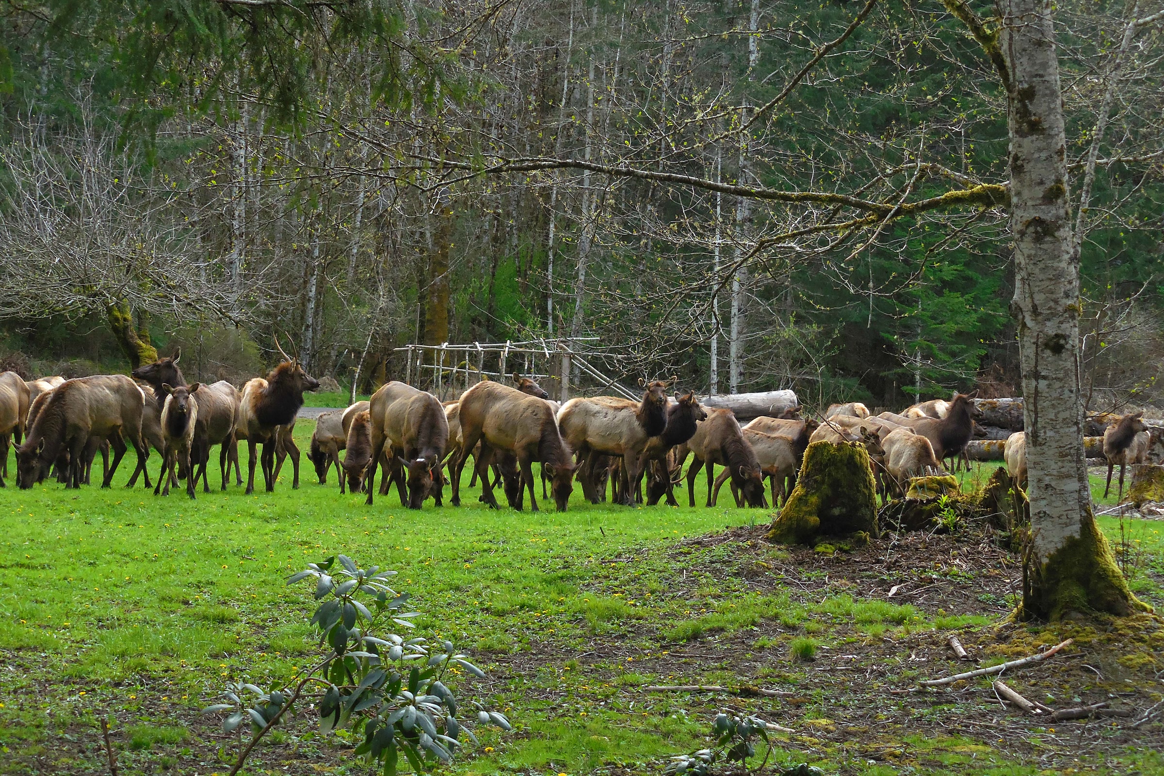 A large herd of Roosevelt elk grazing together in a green clearing at the edge of a leafless spring forest in the Elwha Valley