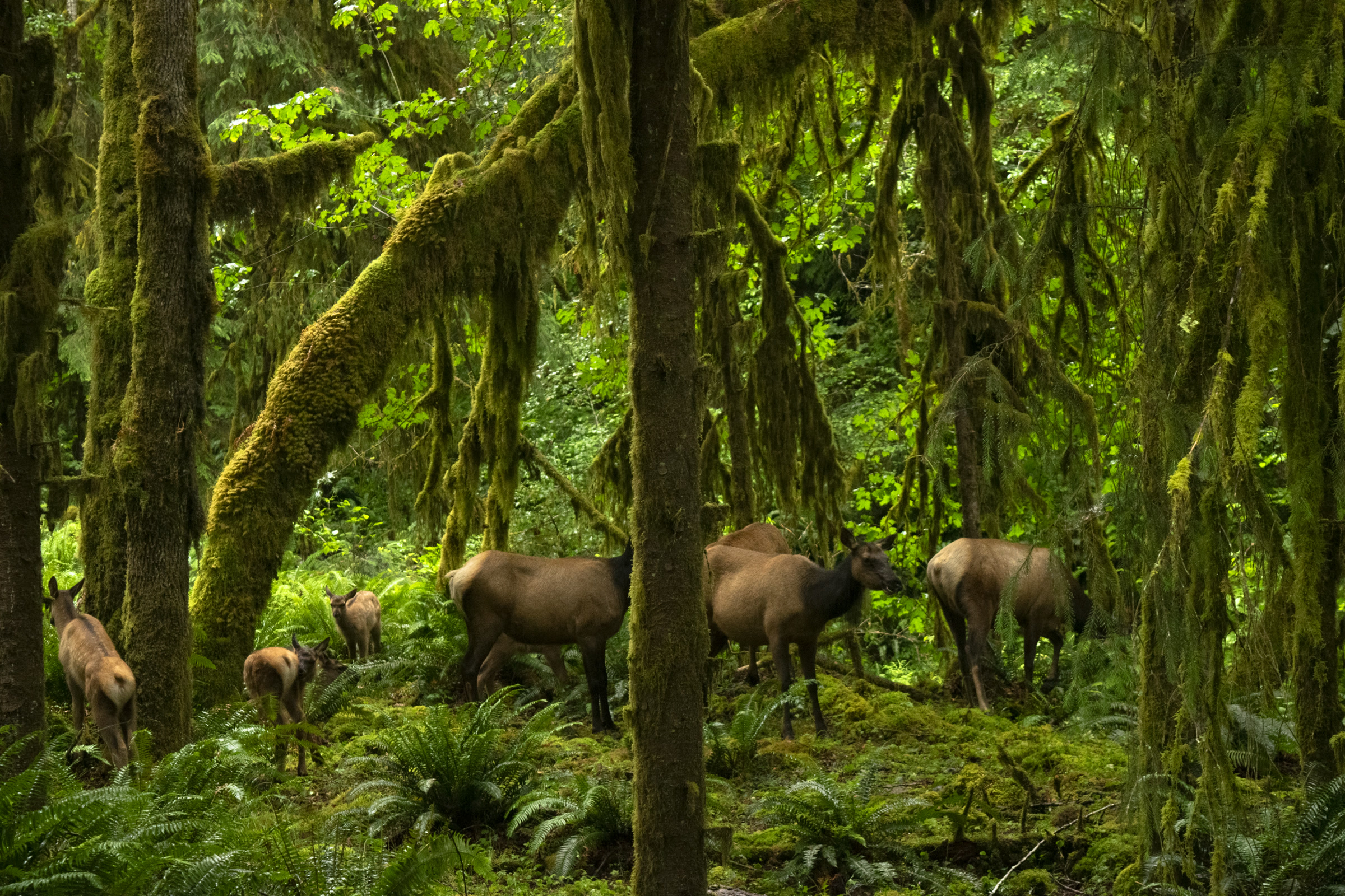 A group of Roosevelt elk cows and calves grazing among ferns under moss covered trees in the Hoh Rain Forest