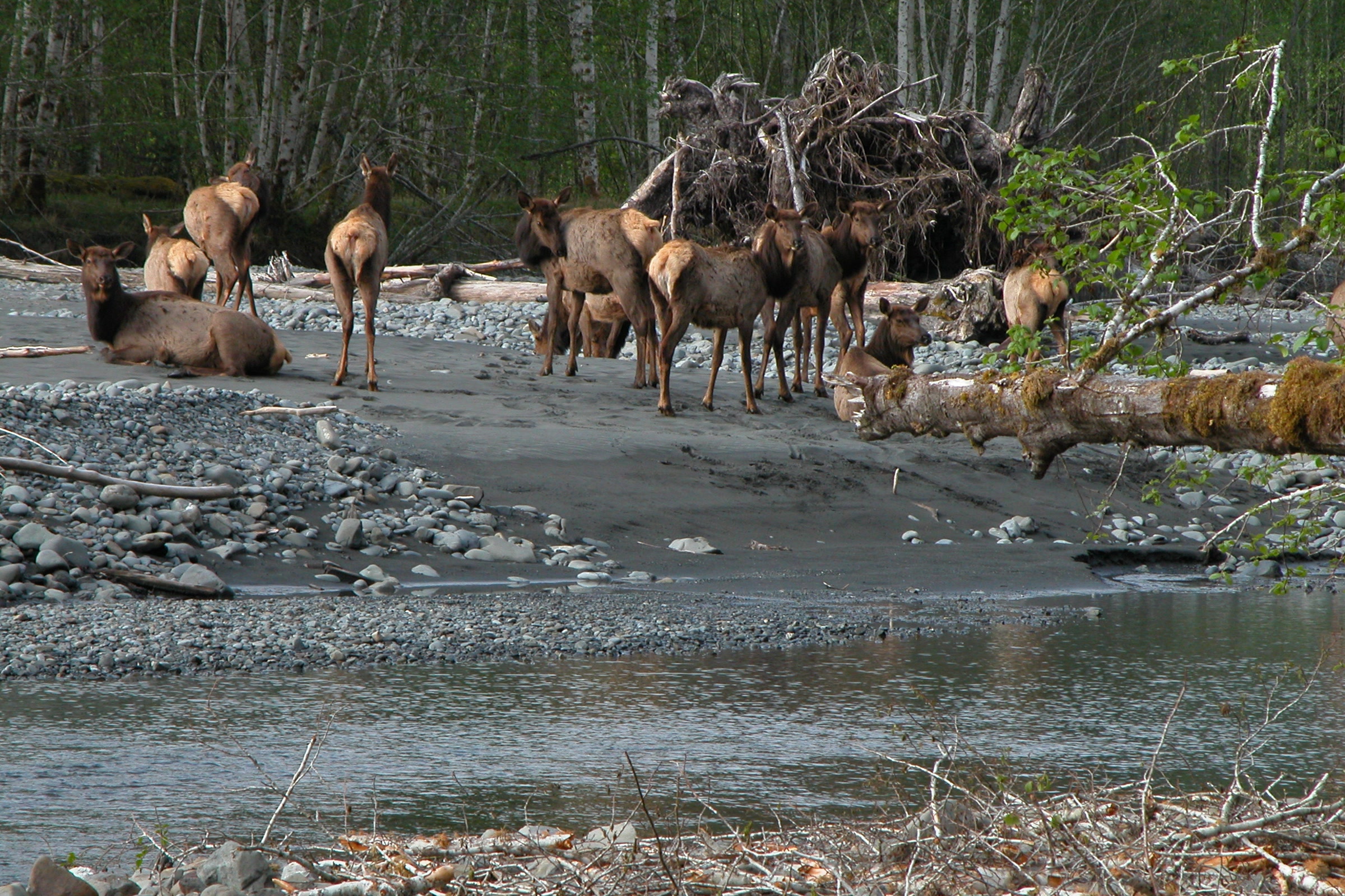 A herd of Roosevelt elk cows resting and standing on a gravel bar along the Hoh River
