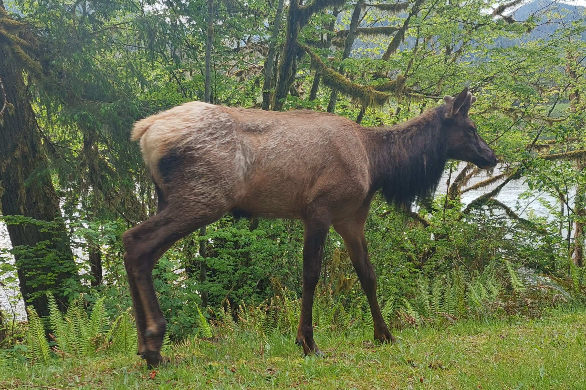A young Roosevelt elk with a dark shaggy neck and short velvet antler buds walking on grass beside ferns and mossy trees in the Hoh Rain Forest