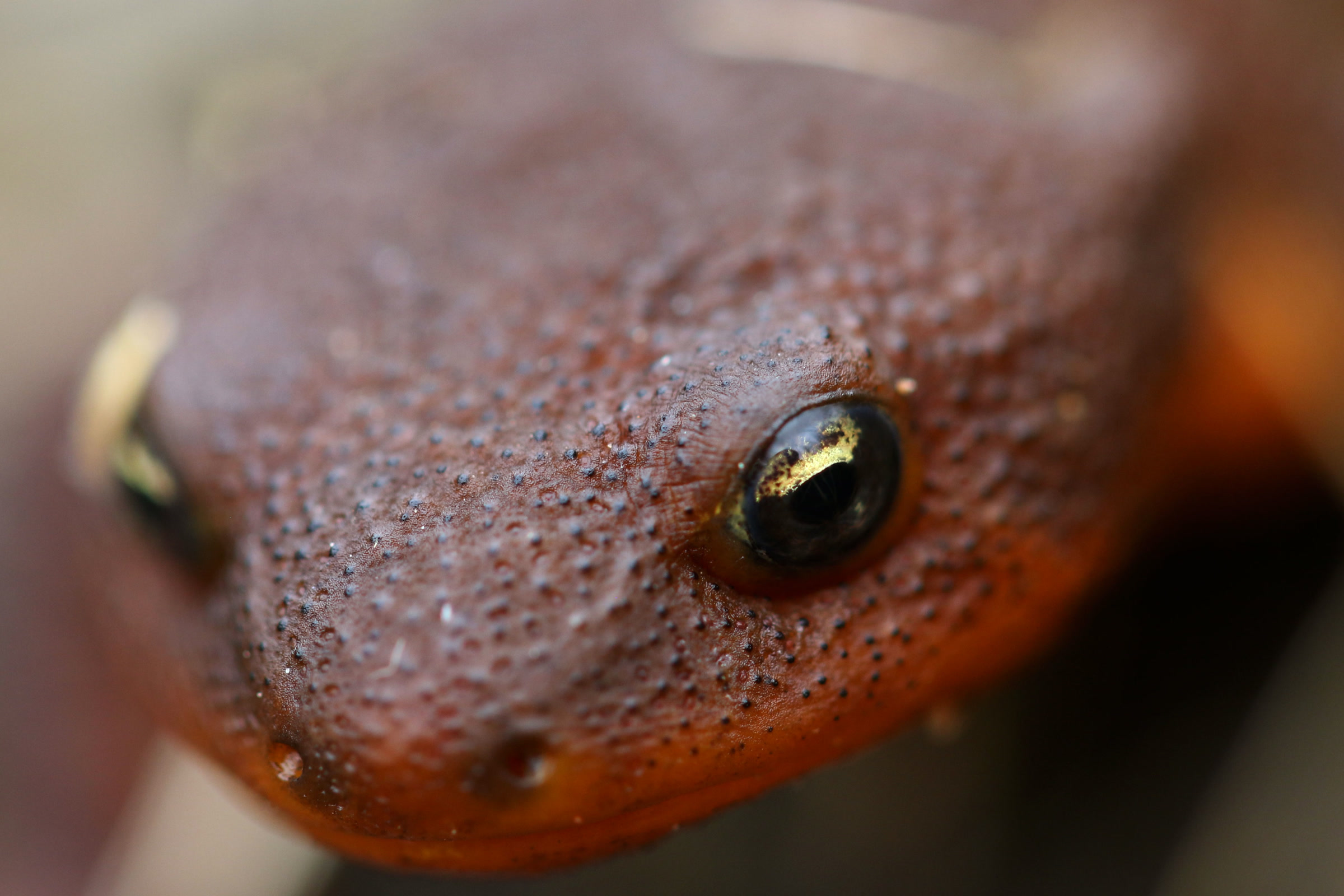 Close-up of a rough-skinned newt head showing bumpy brown skin, a dark eye and the bright orange underside along its jaw