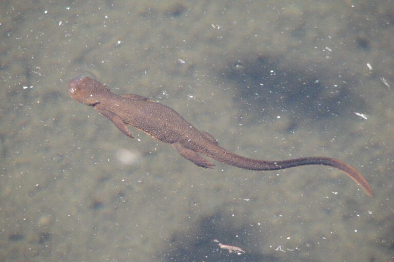 Amphibians of Olympic National Park: Frogs and Salamanders