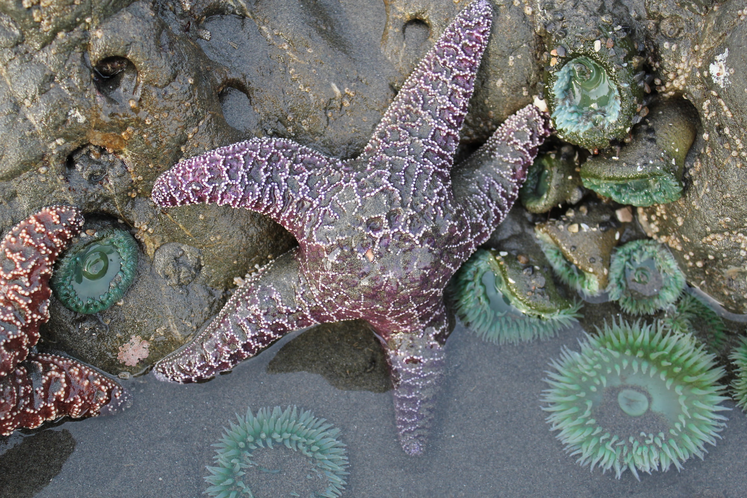 Purple ochre sea stars and green sea anemones in a Ruby Beach tidepool, Olympic National Park