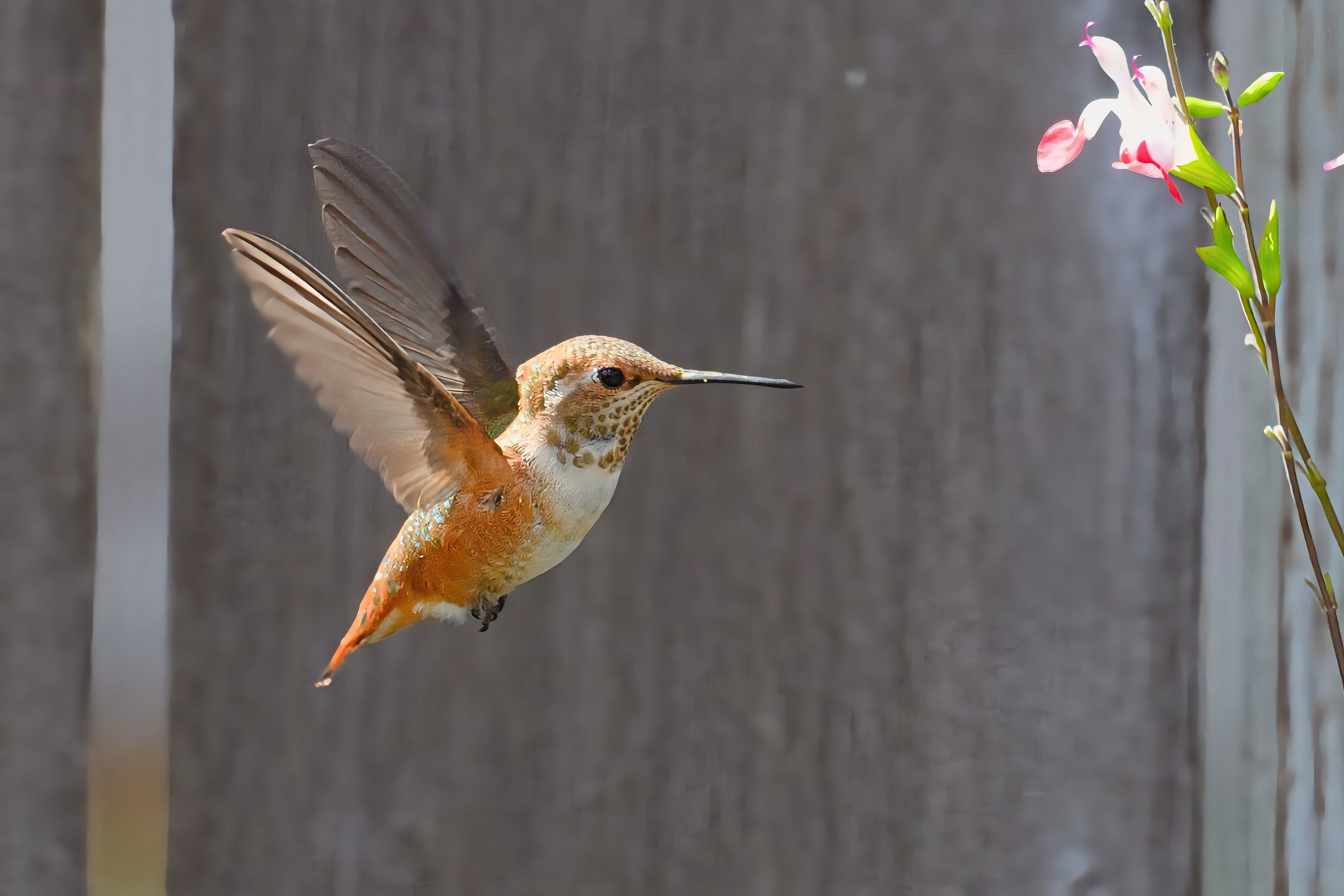A rufous hummingbird hovering in mid-air beside a small pink flower in Lacey, Washington