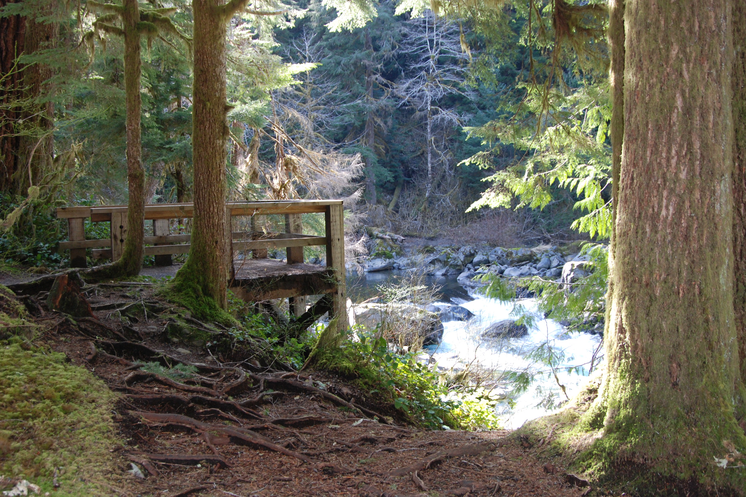 A wooden viewing platform among big trees above the rushing Sol Duc River at Salmon Cascades