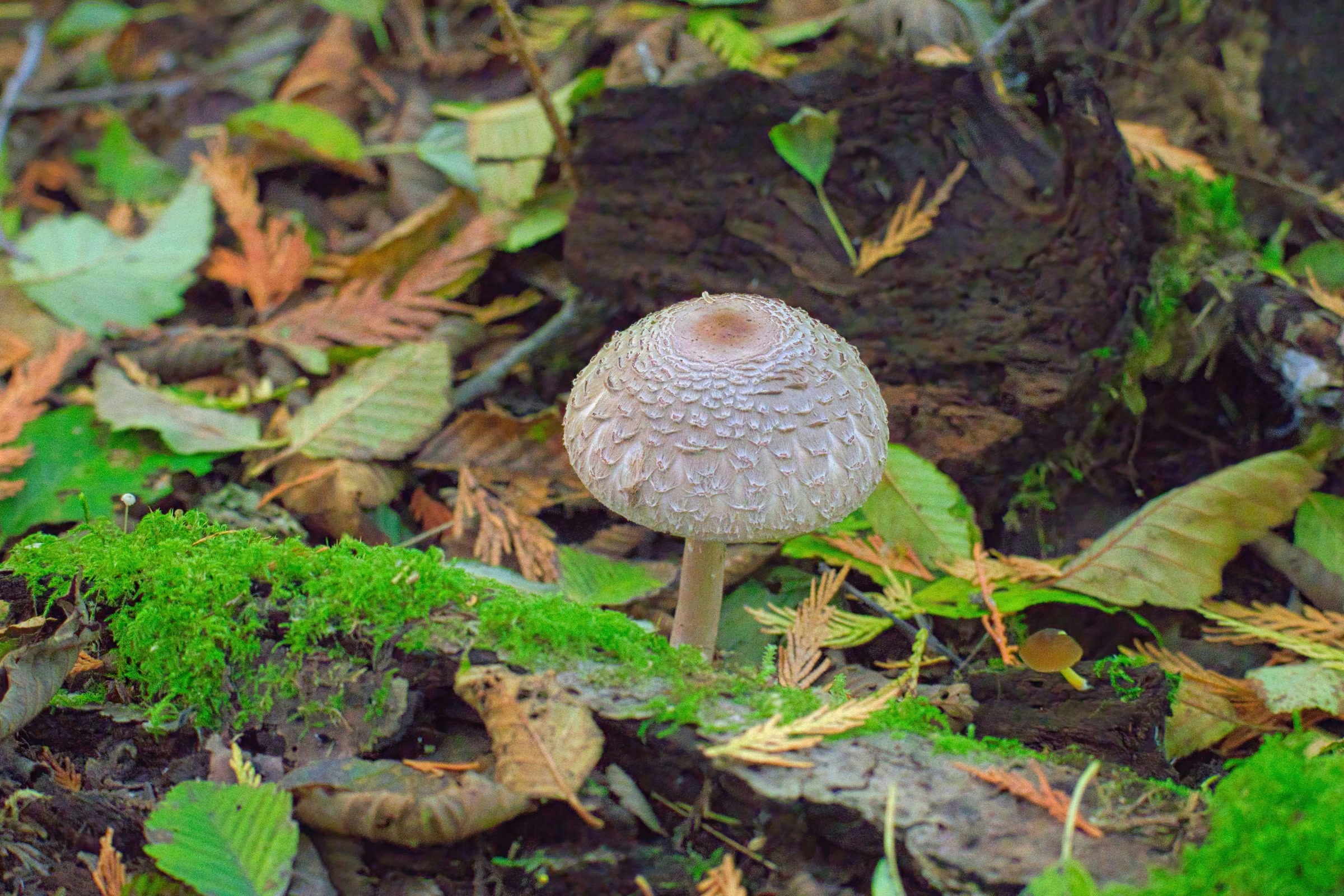A pale mushroom with a finely scaled cap standing in moss, cedar sprigs and fallen leaves in a Washington forest