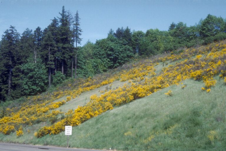 Invasive Plant Removal on the Olympic Peninsula