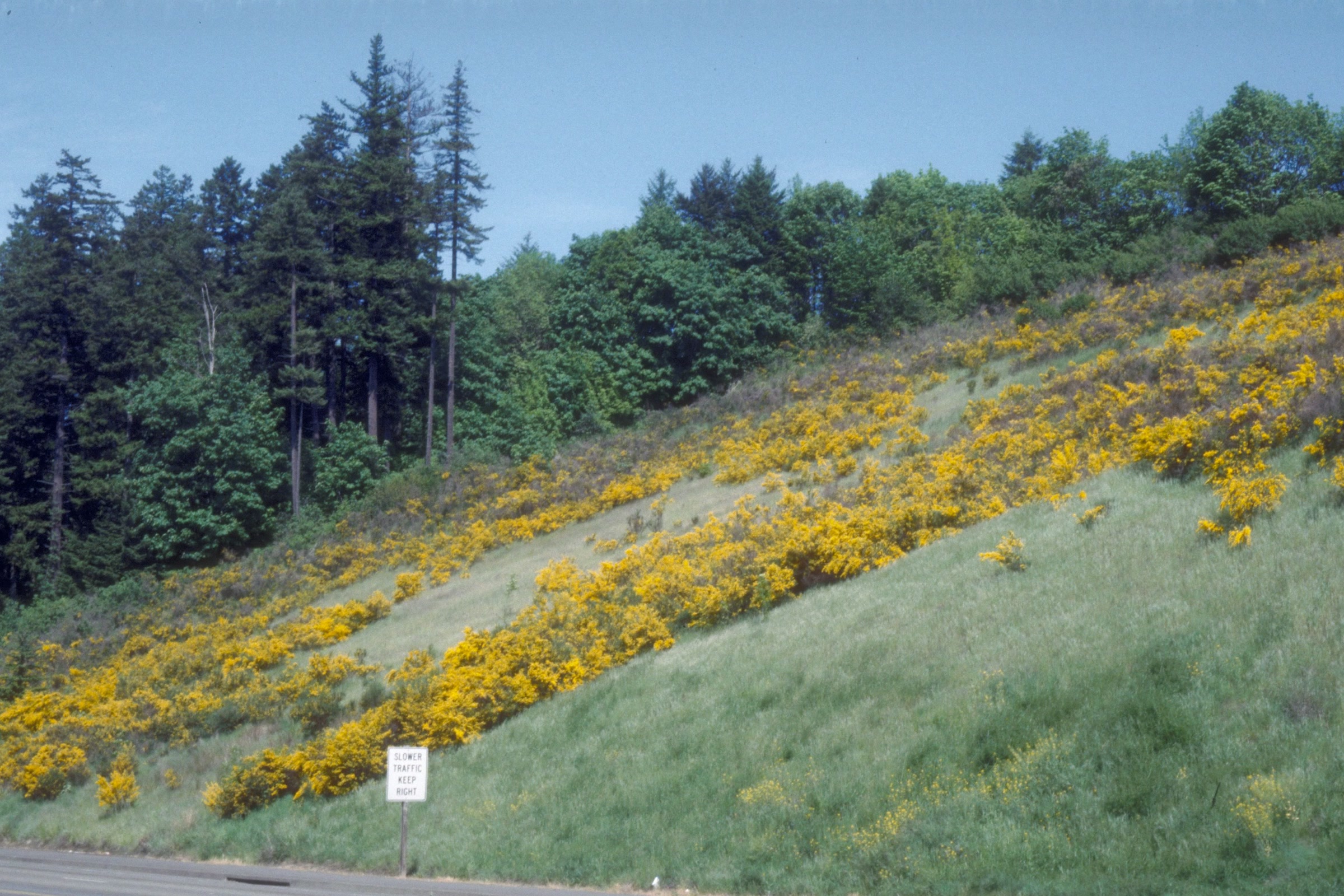 Scotch broom in bright yellow bloom spreading across a grassy highway embankment below a line of conifers