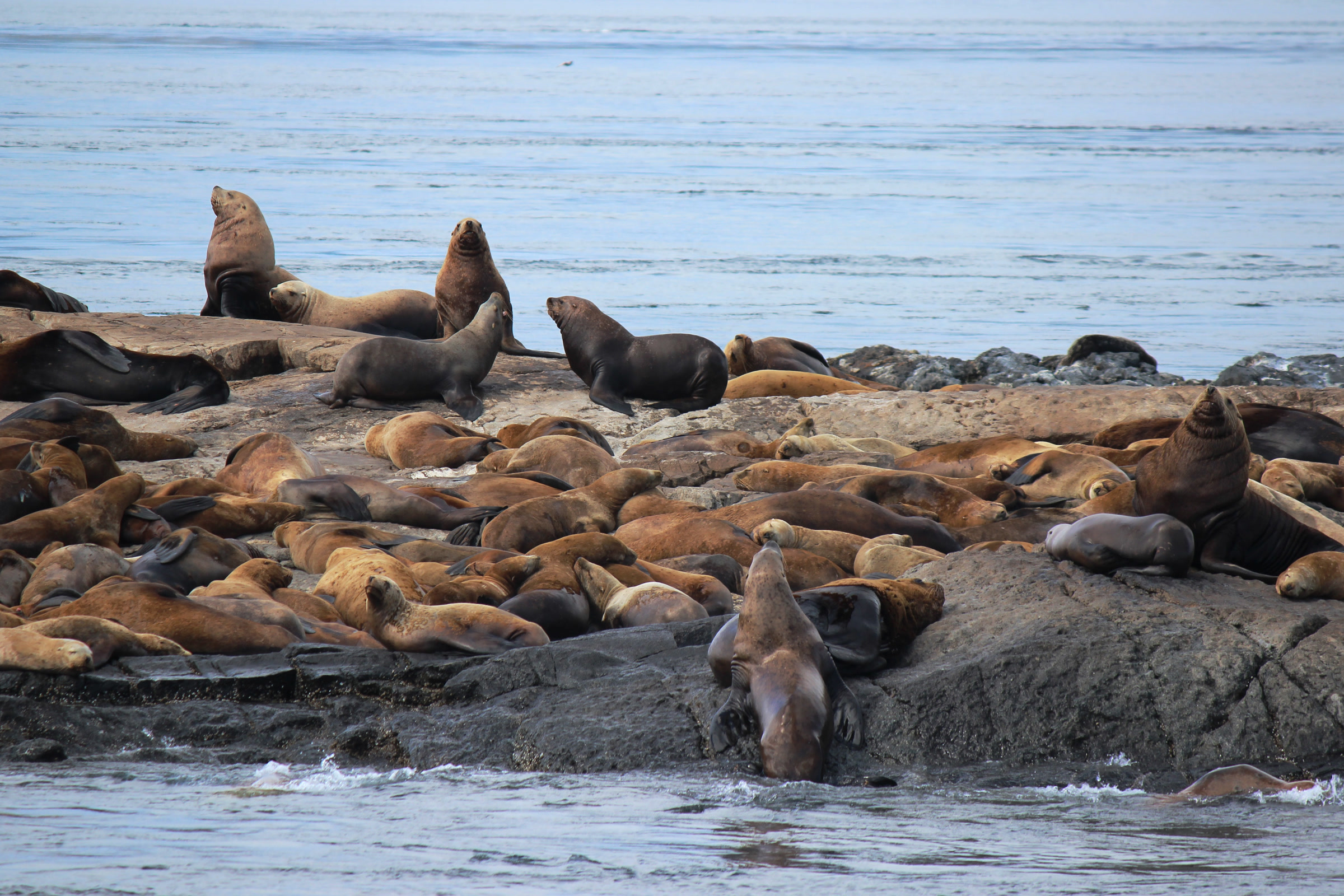 Dozens of brown sea lions crowded together resting on a flat offshore rock, a few raising their heads, with open sea behind