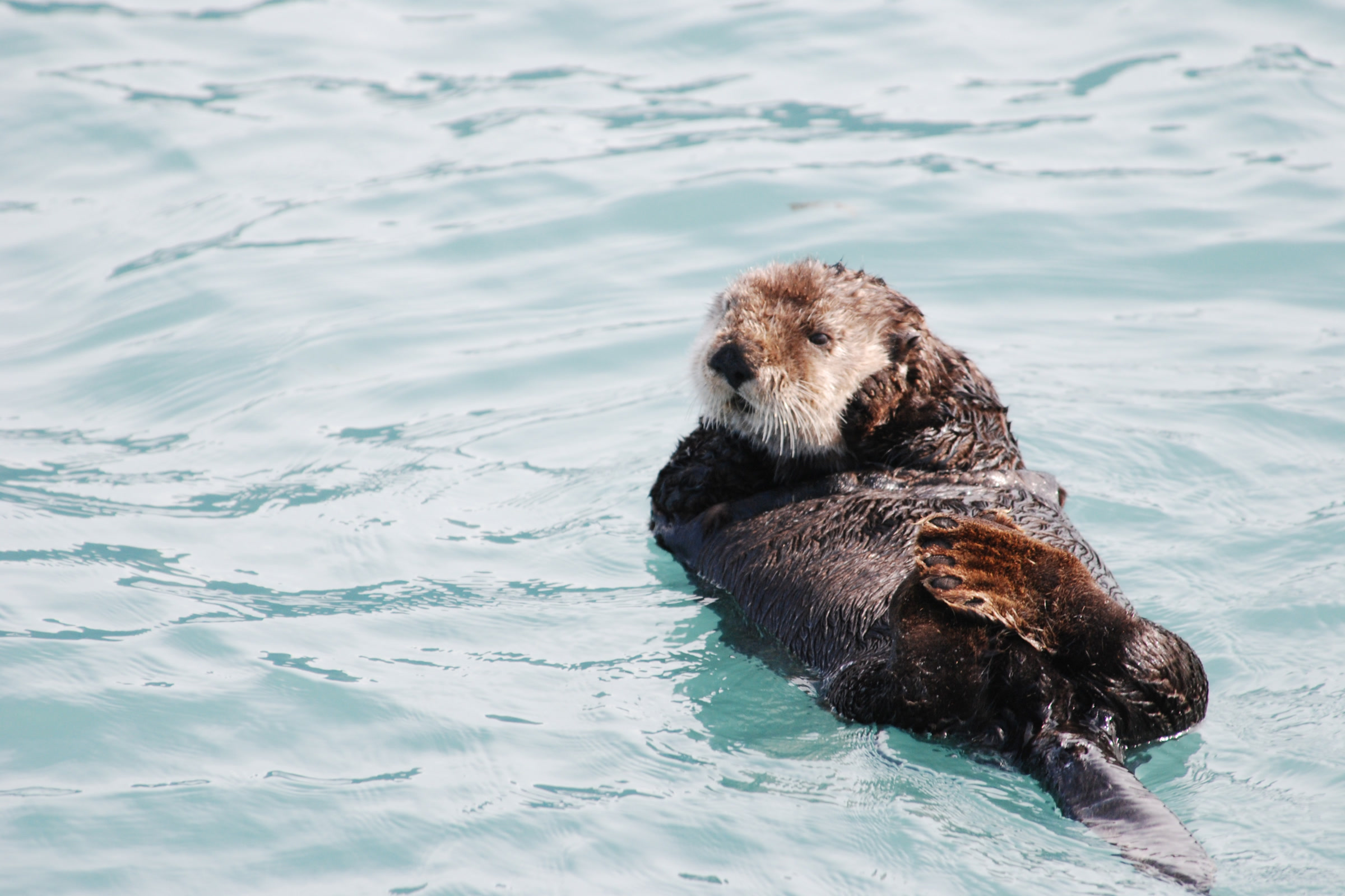 A sea otter with a pale head floating on its back in blue green water, front paws folded on its chest